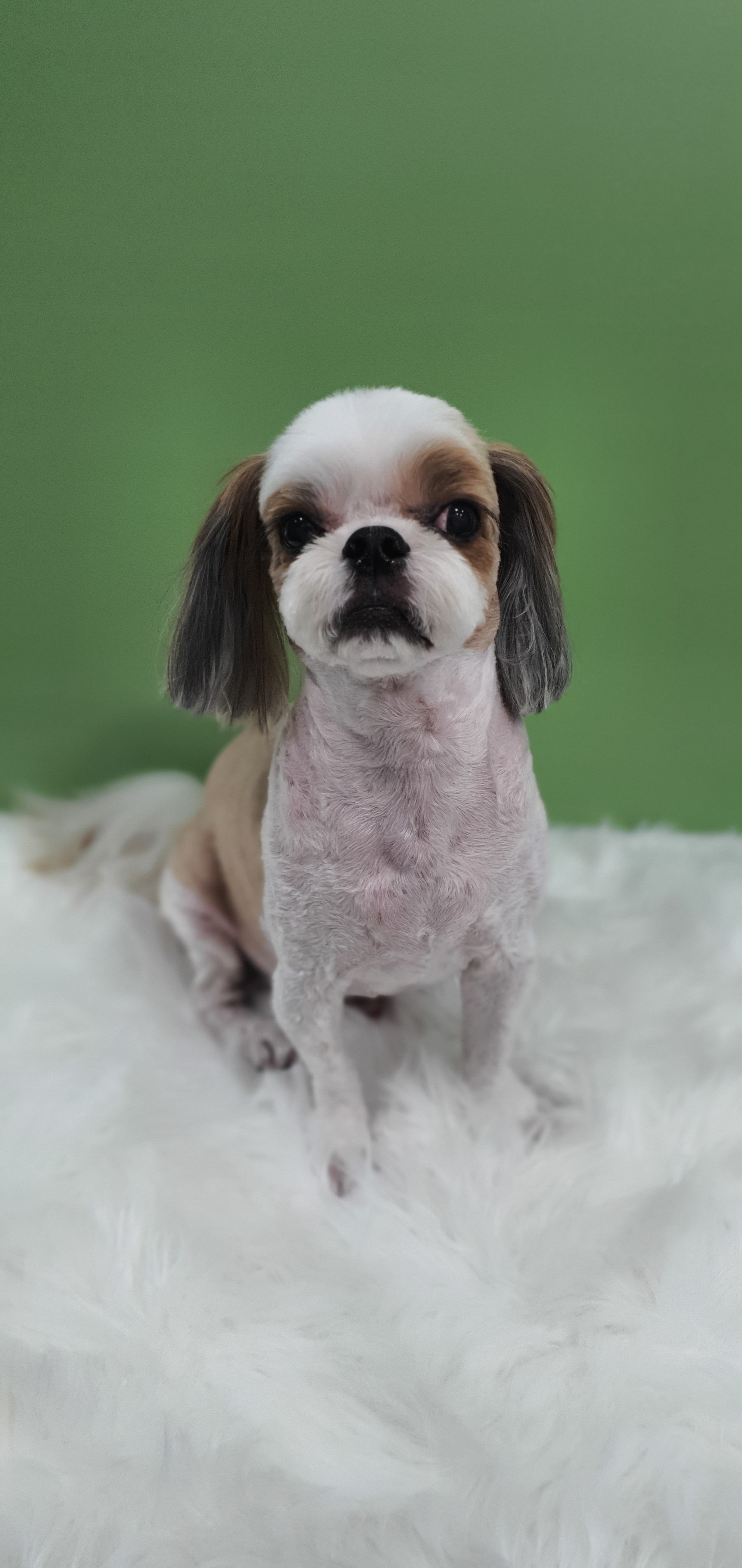 예스펫살롱 대표 이미지