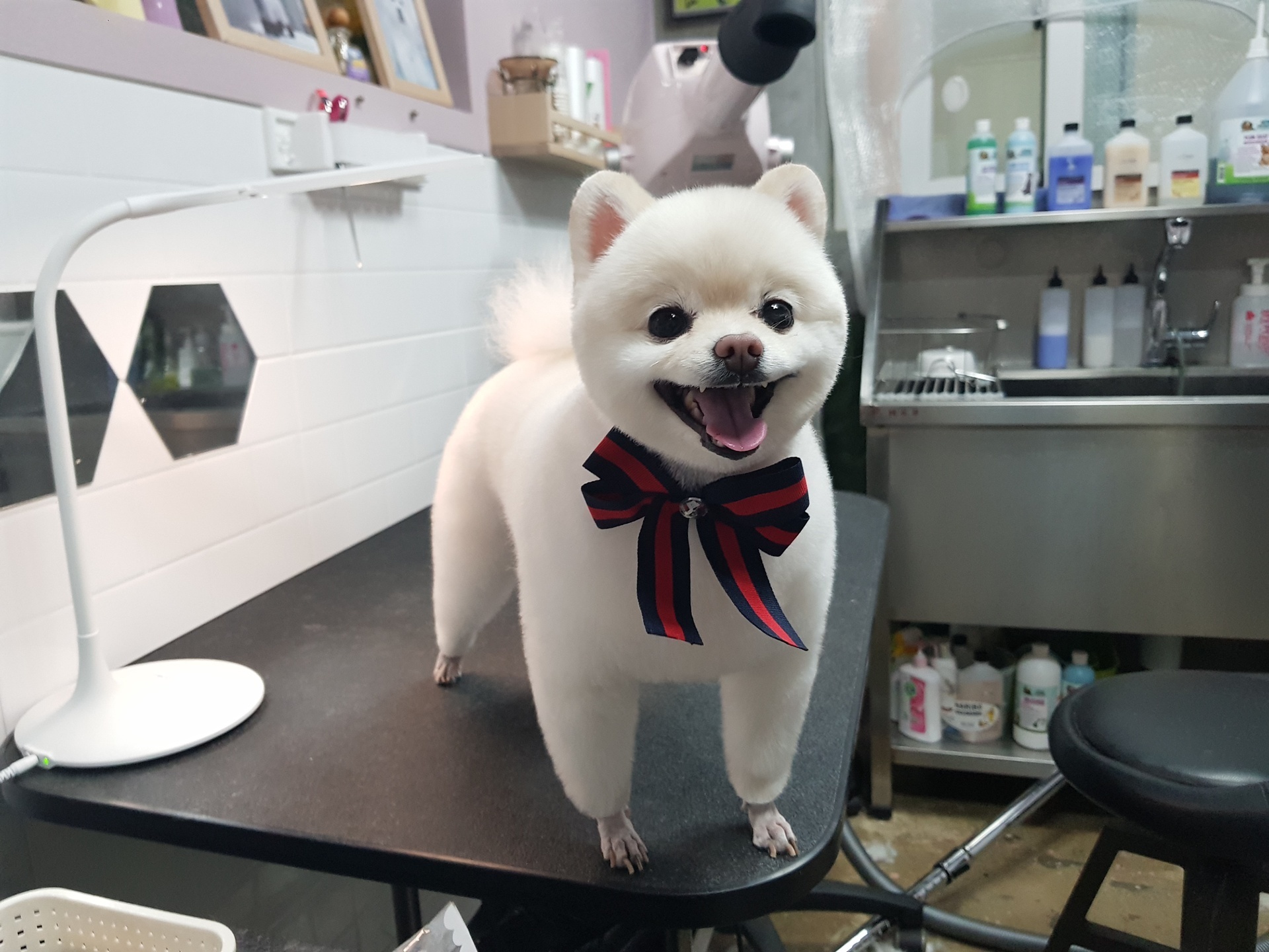 강아지테마파크