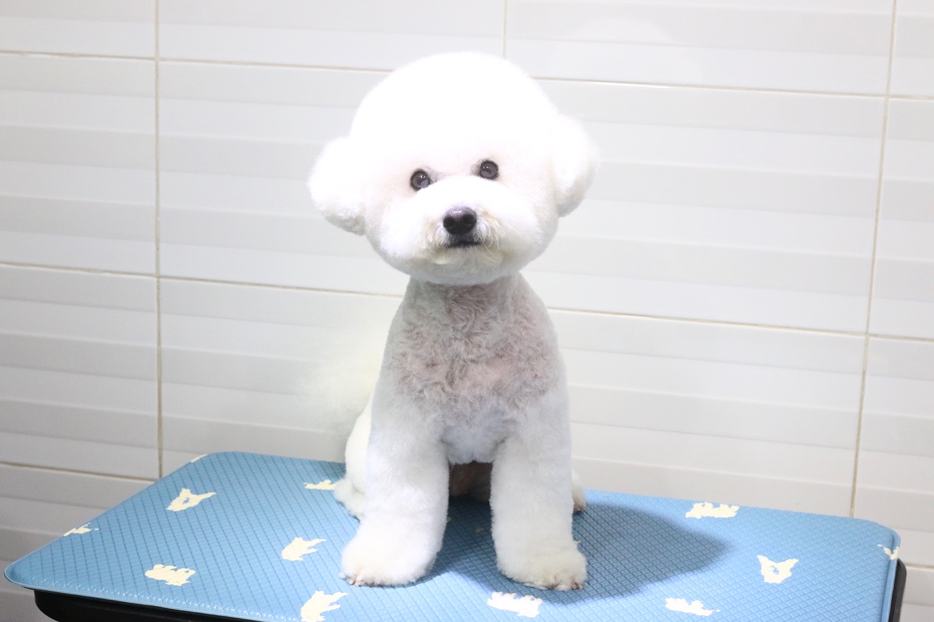 유앤독 대표 이미지
