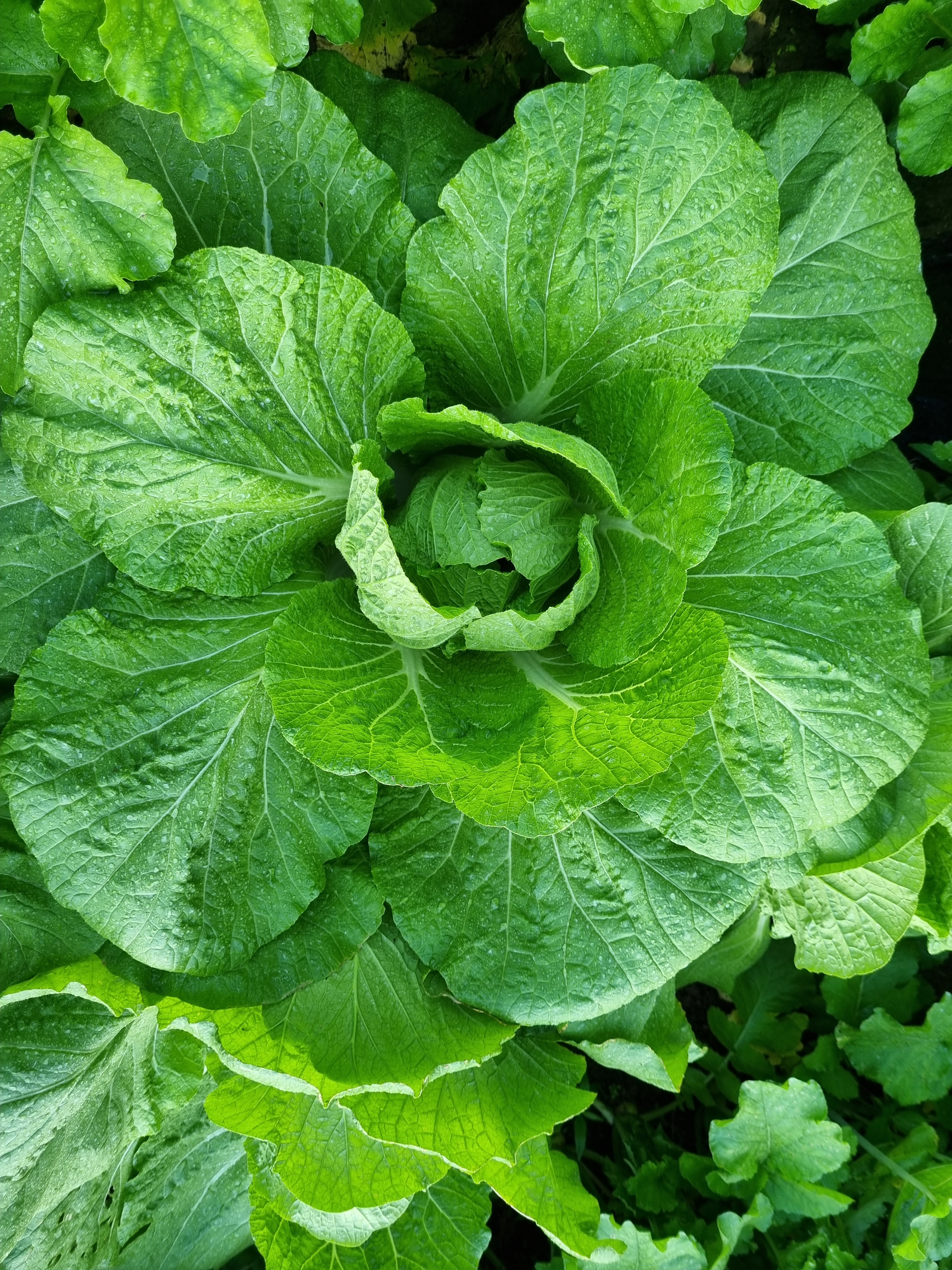 솔 농장