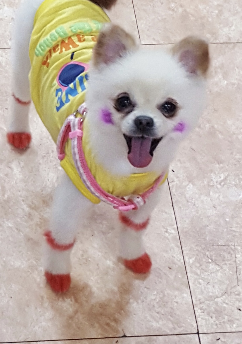 동물농장애견전문미용실 대표 이미지