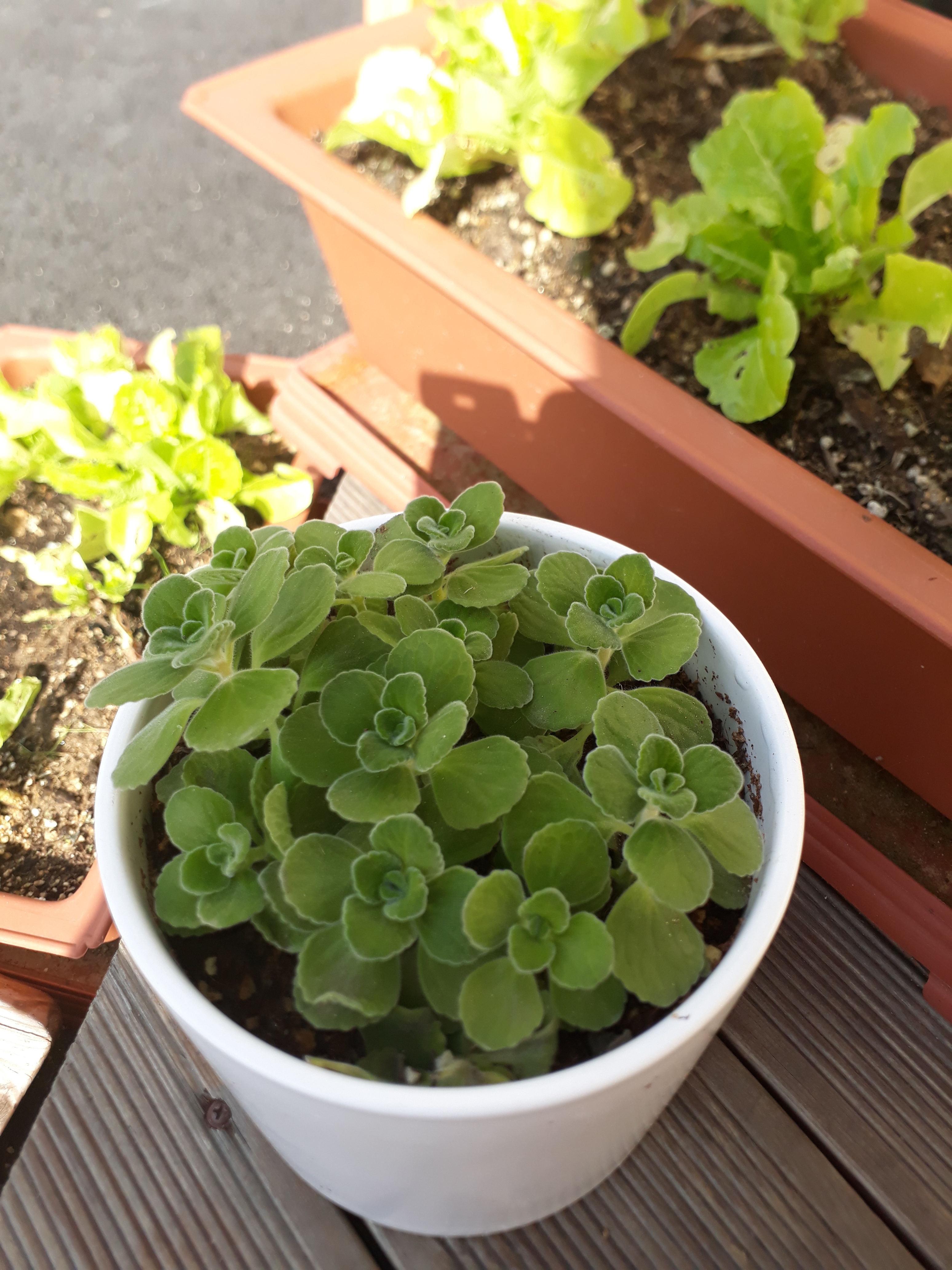 산뱅이국수
