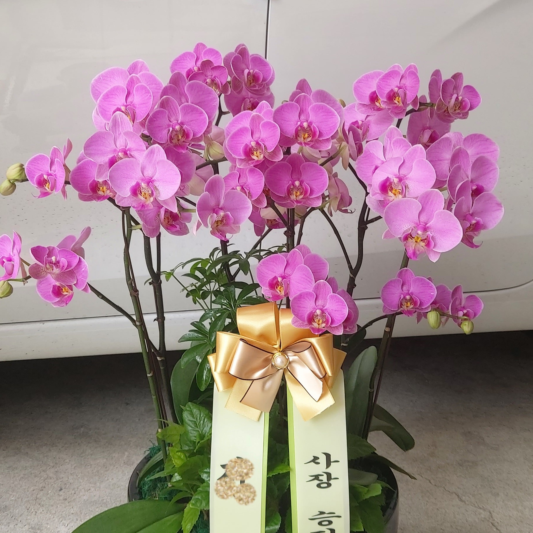 미플라워
