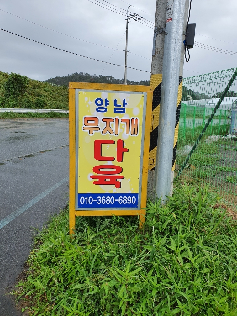 양남 무지개 다육