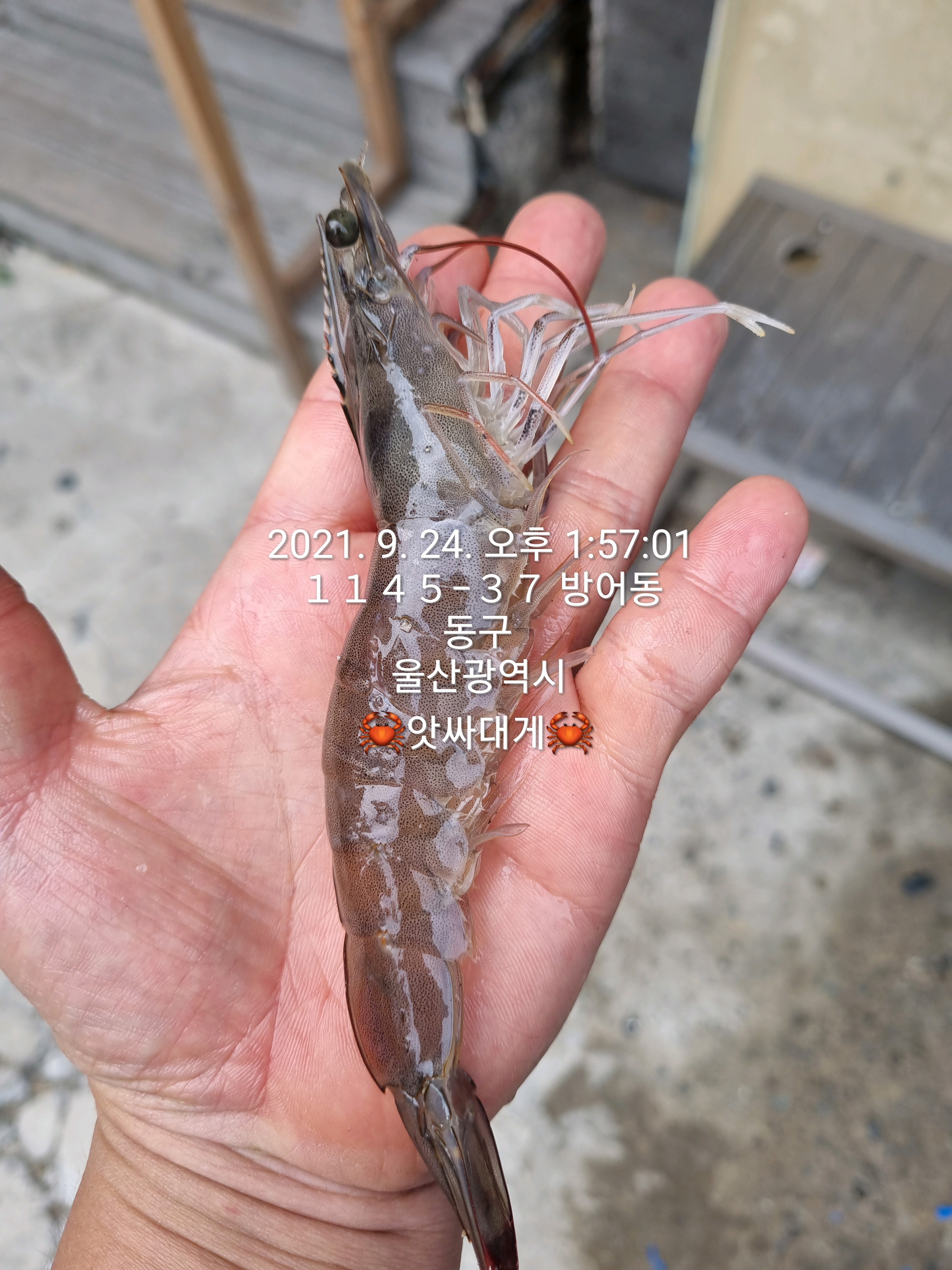 앗싸 대게