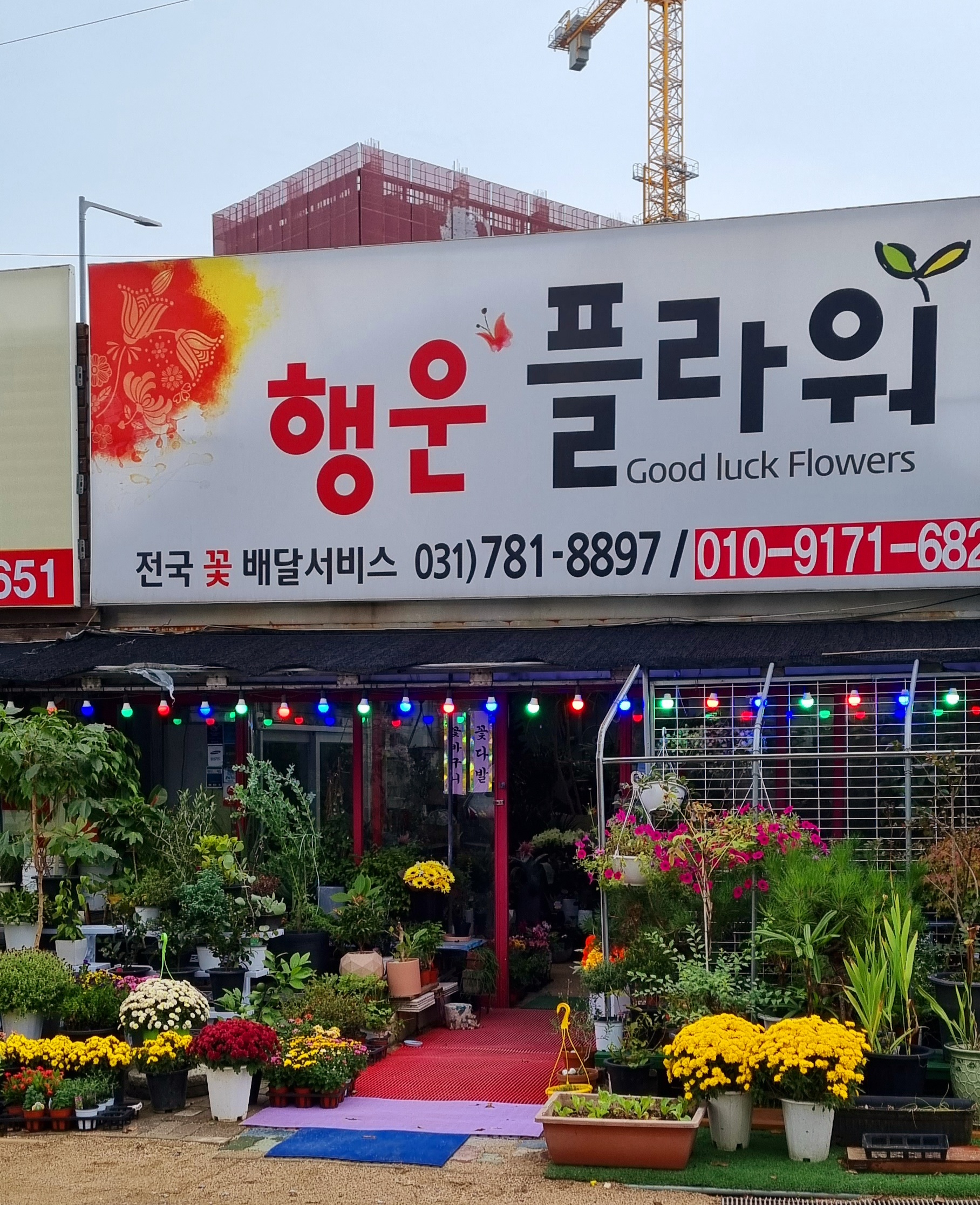 행운플라워