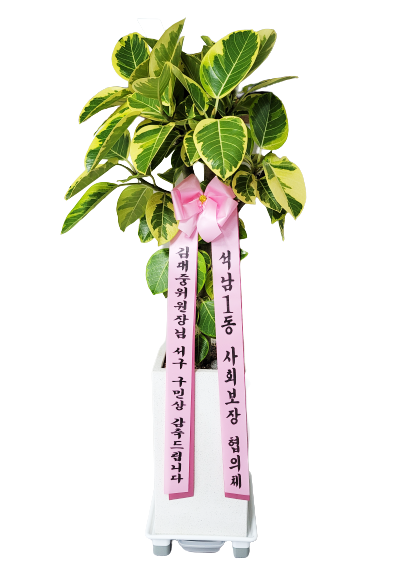 육육플라워
