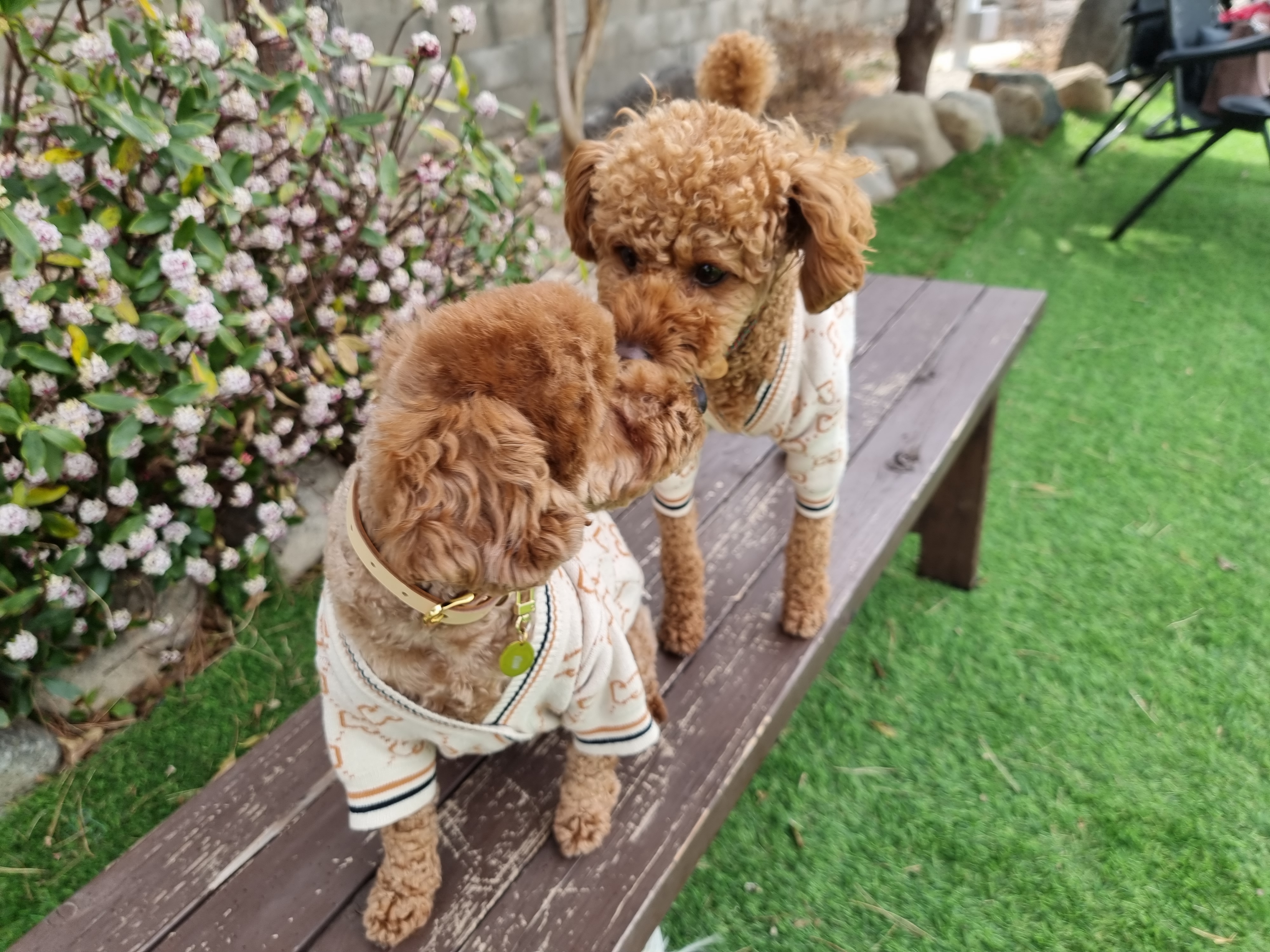 삐삐라떼 대표 이미지