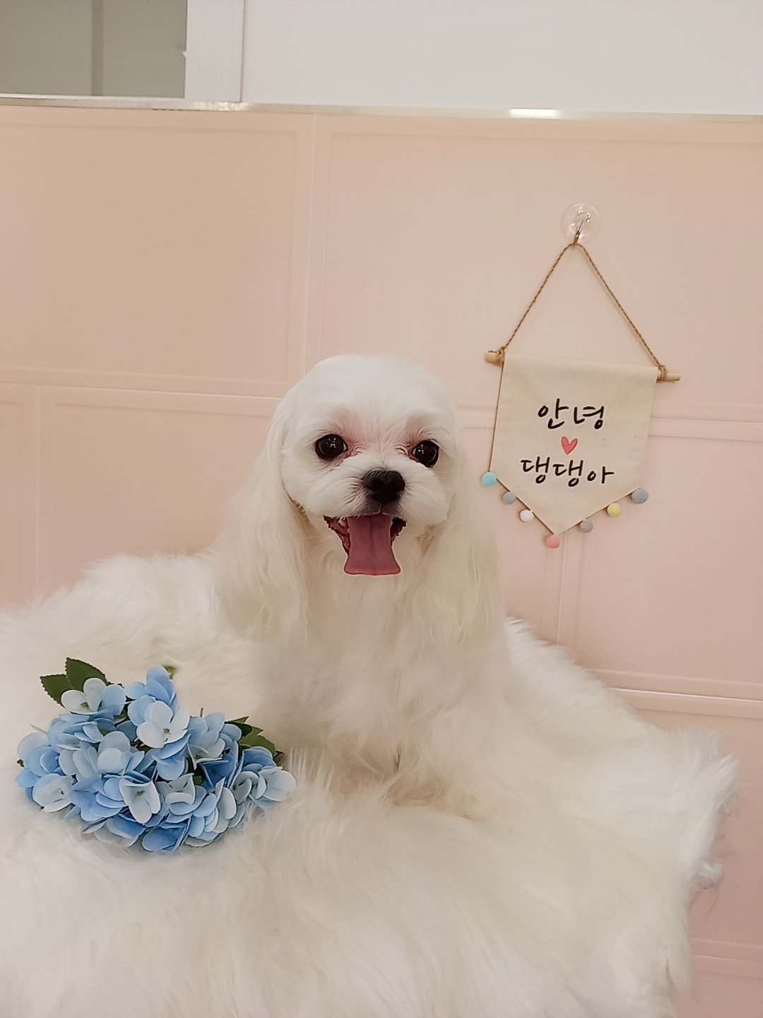 안녕댕댕아 대표 이미지