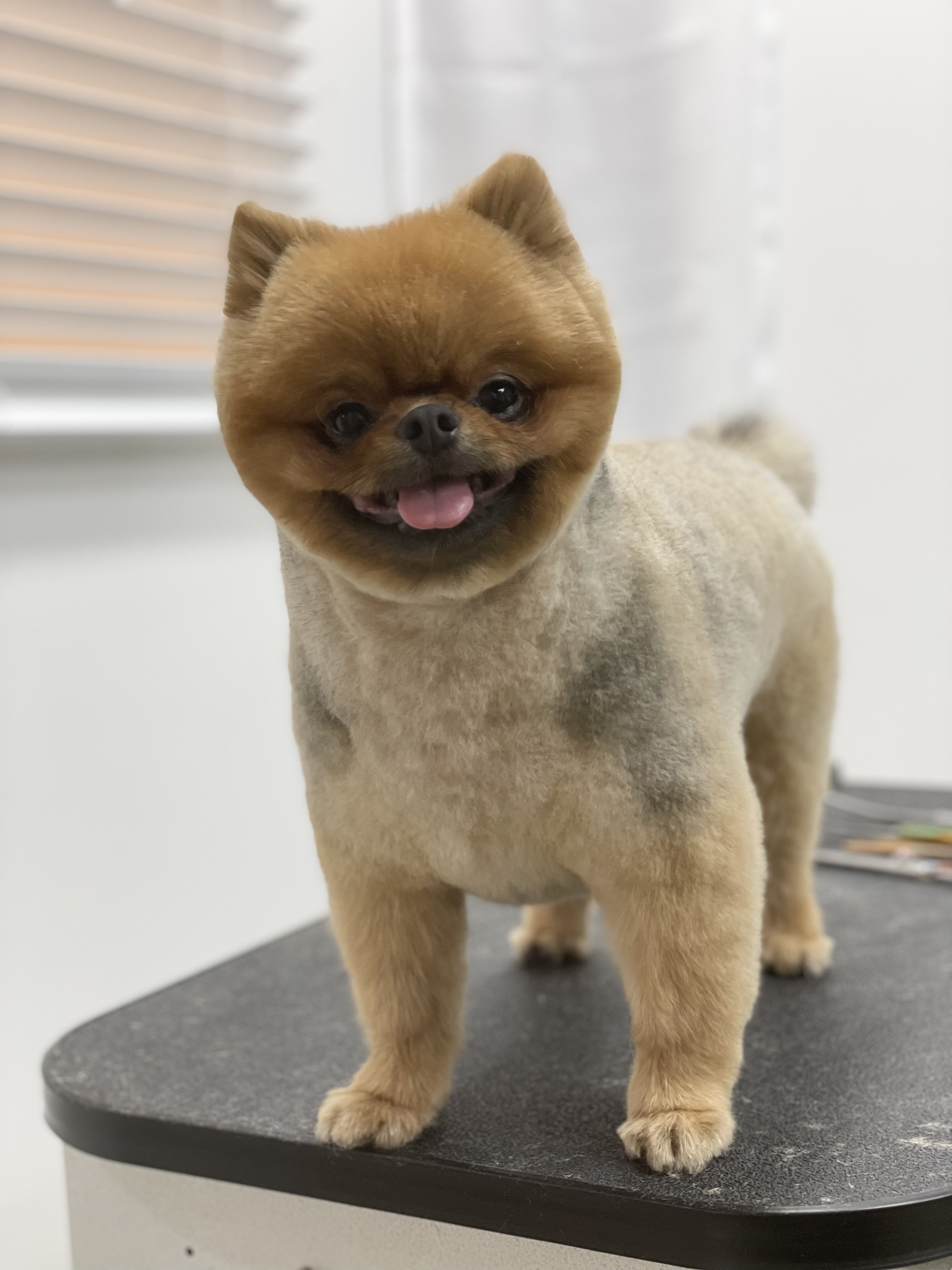 펫테리 3