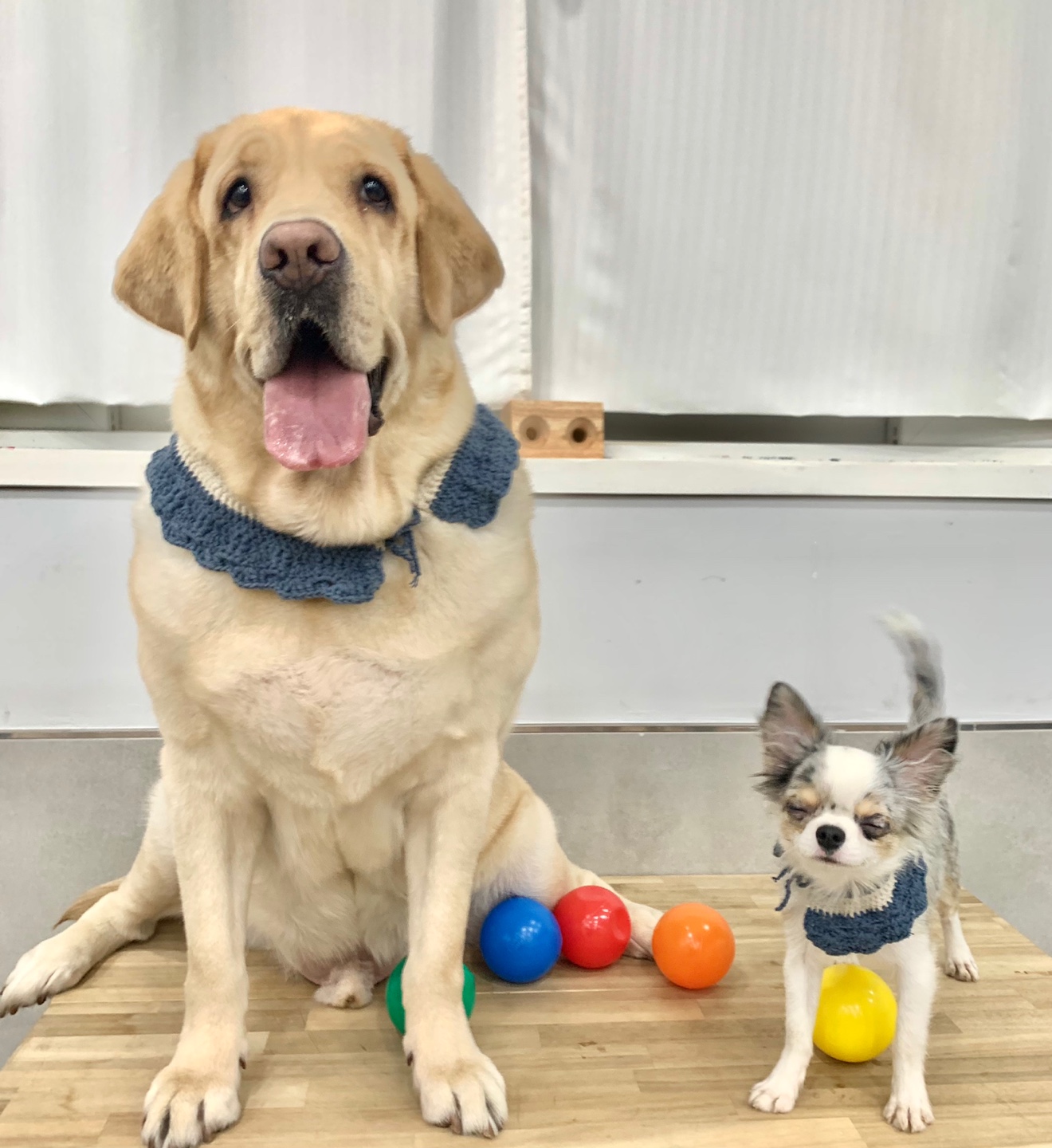 개와 사람 대표 이미지