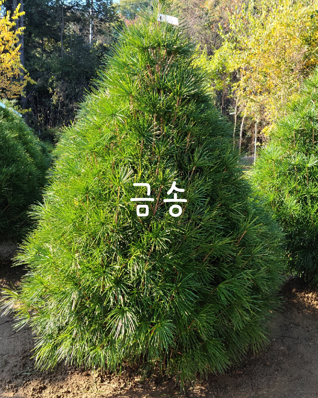 솔바위농원