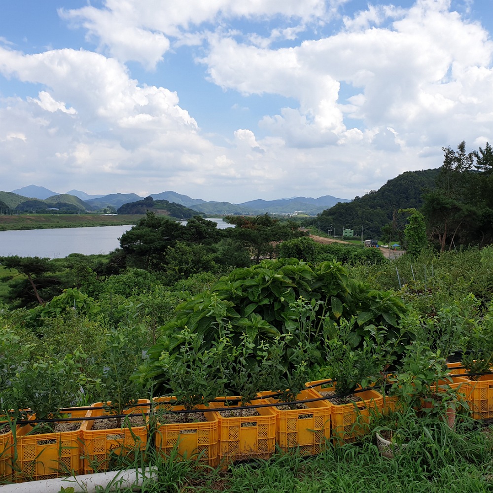 송아블루베리