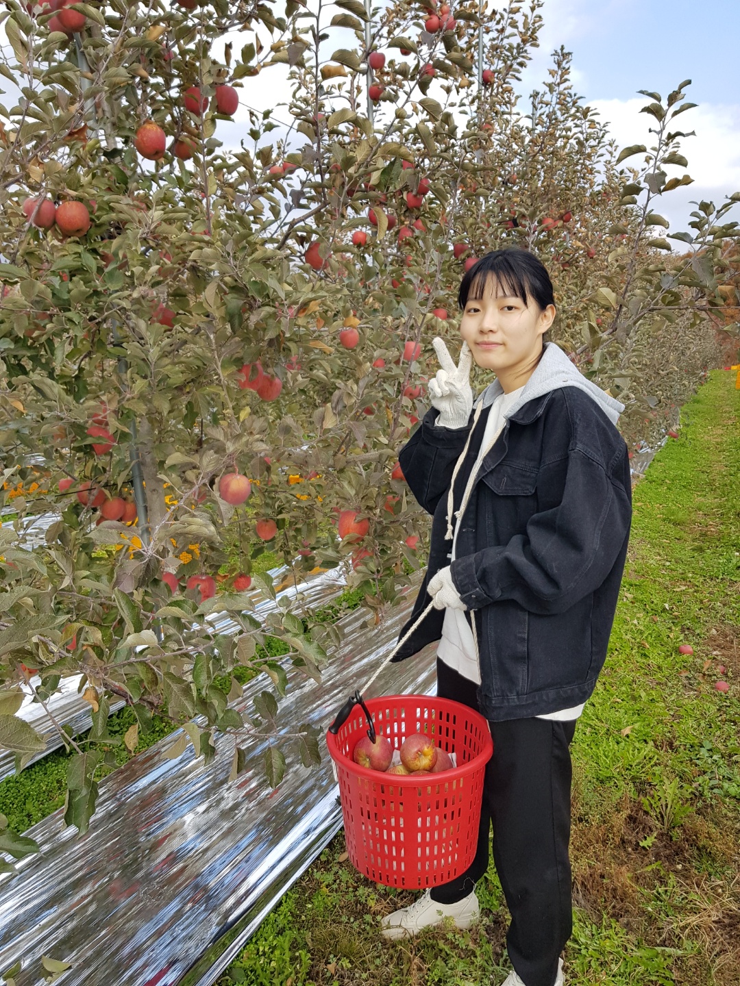 칠년풍년
