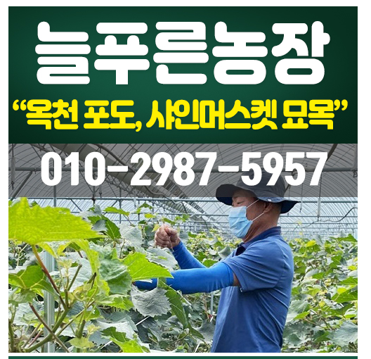 묘목 늘푸른농장