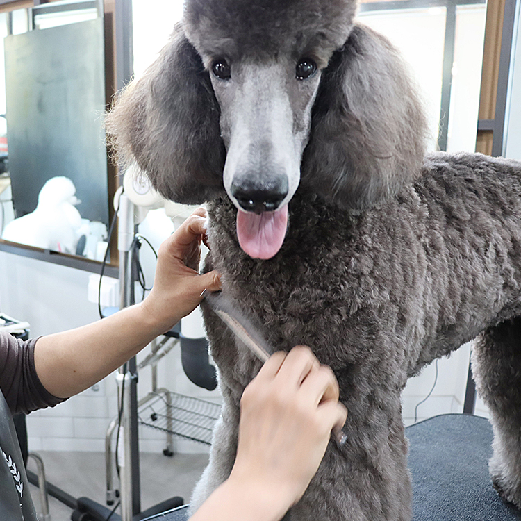 한국반려동물아카데미 대표 이미지