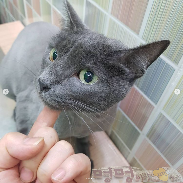 멍멍이랑사랑하기 대표 이미지