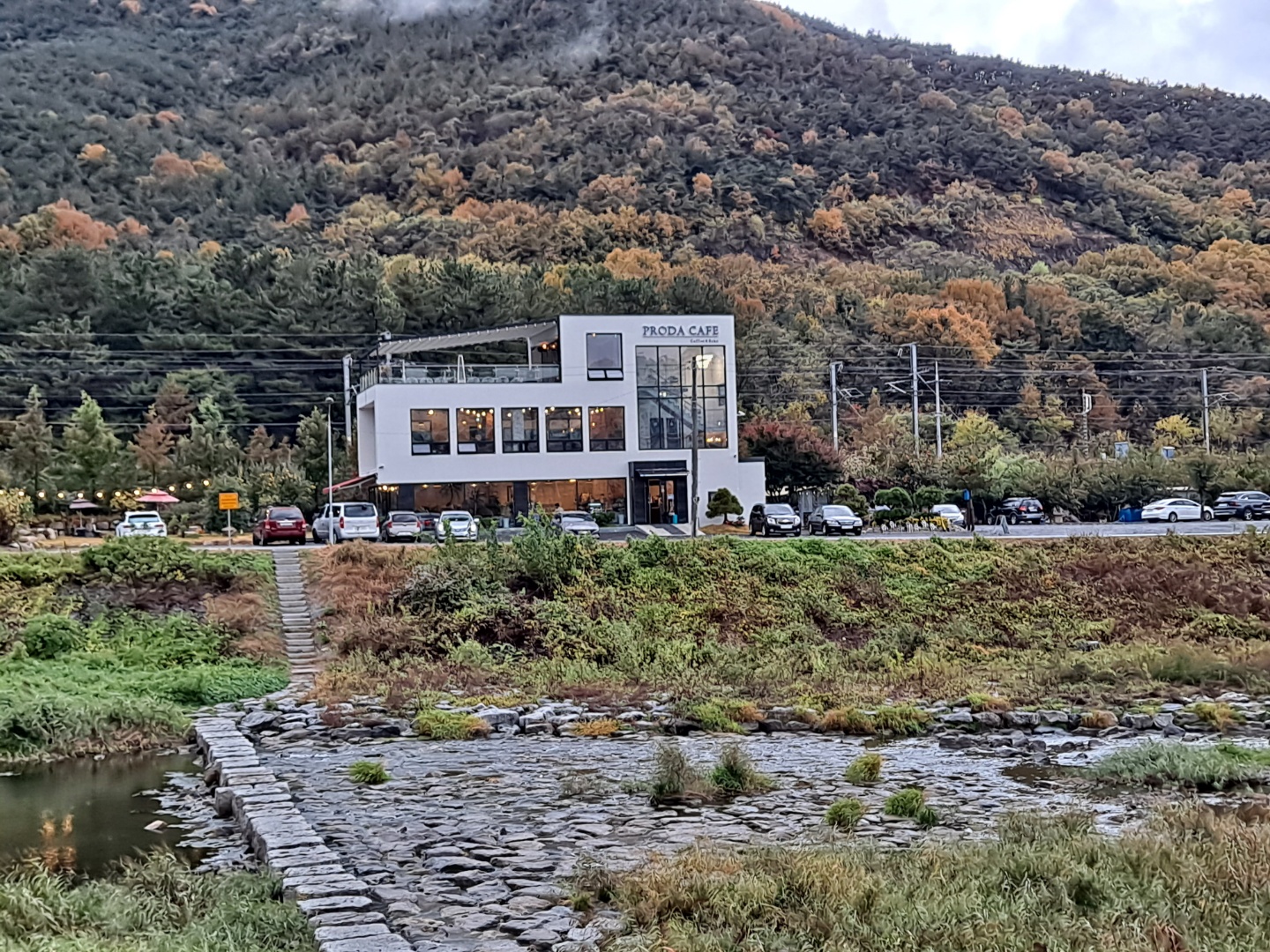 프로다카페 경상 애견맛집
