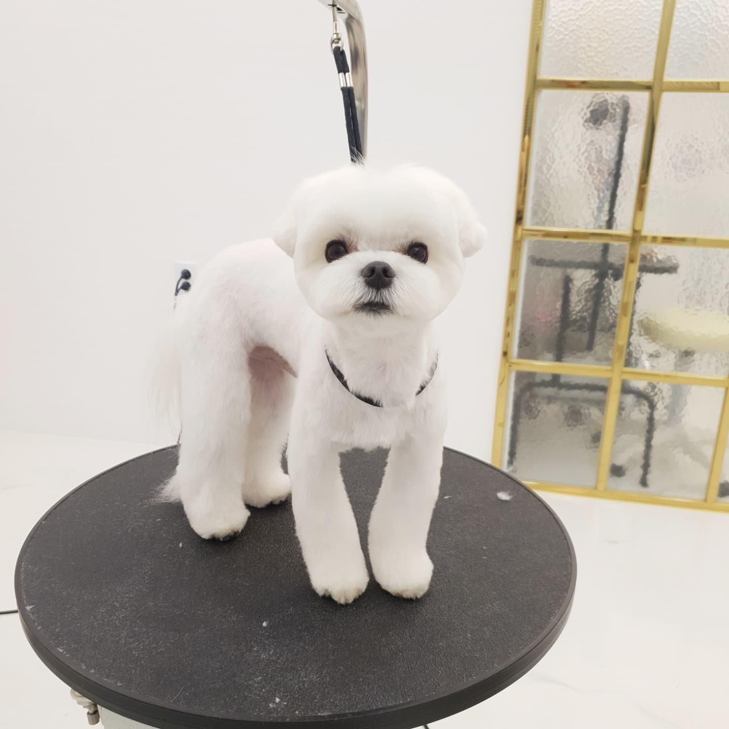 제이그루밍 대표 이미지