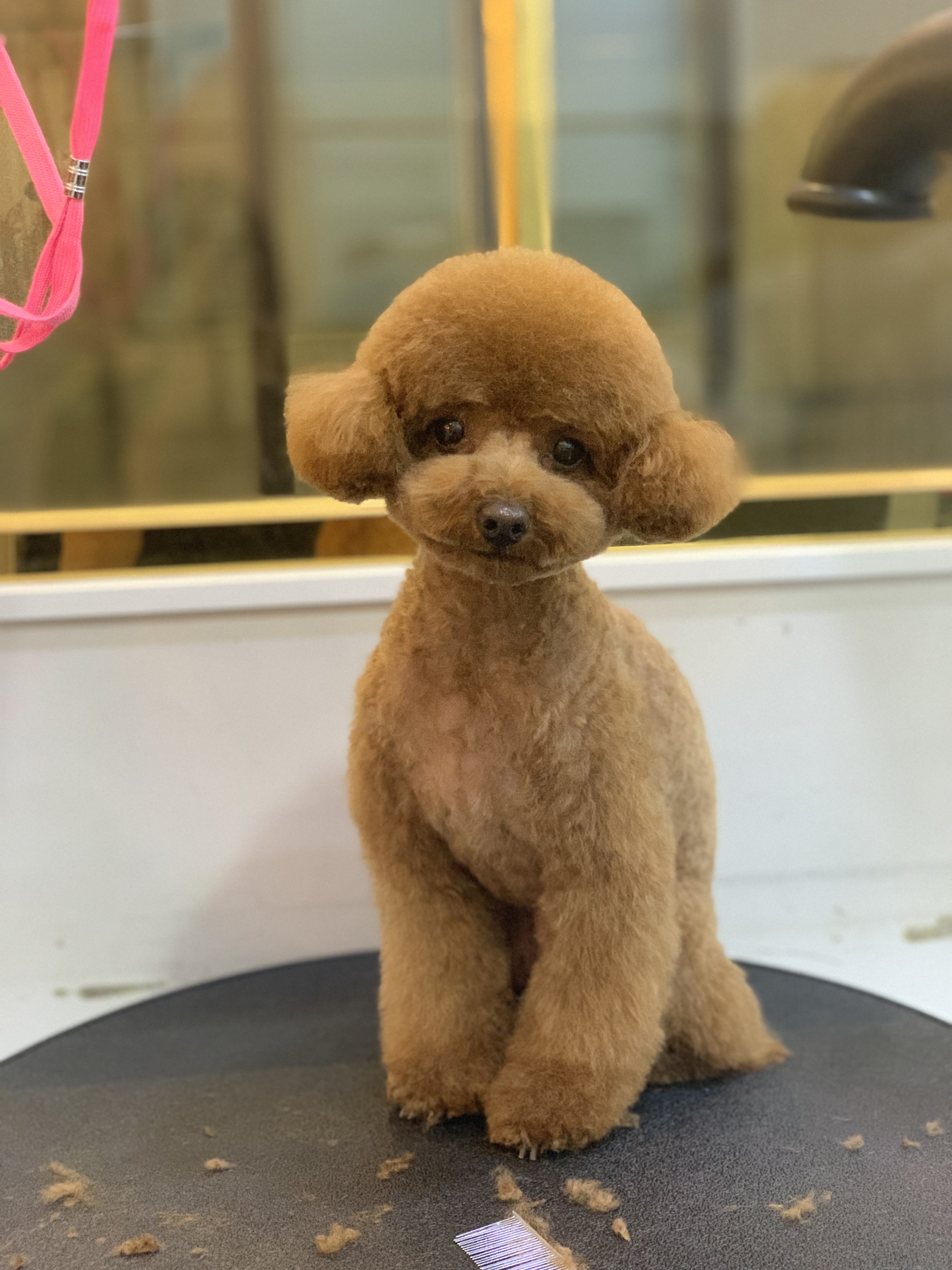 쓰담쓰담애견미용실 대표 이미지