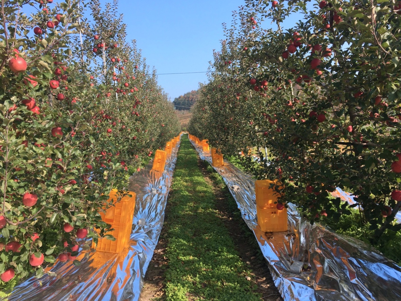 청송장자골농장 대표 이미지