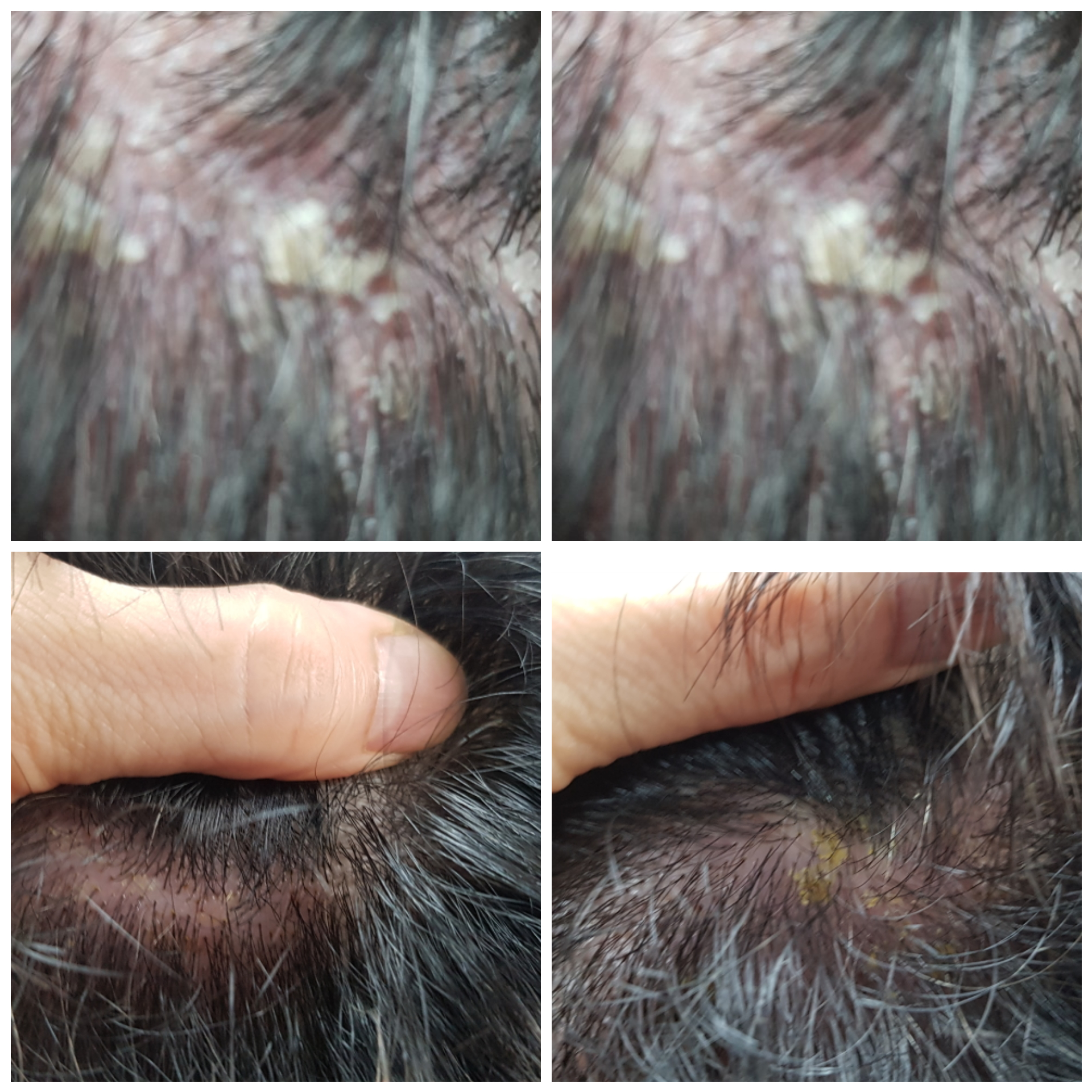 큐사랑염색 우아동2가점