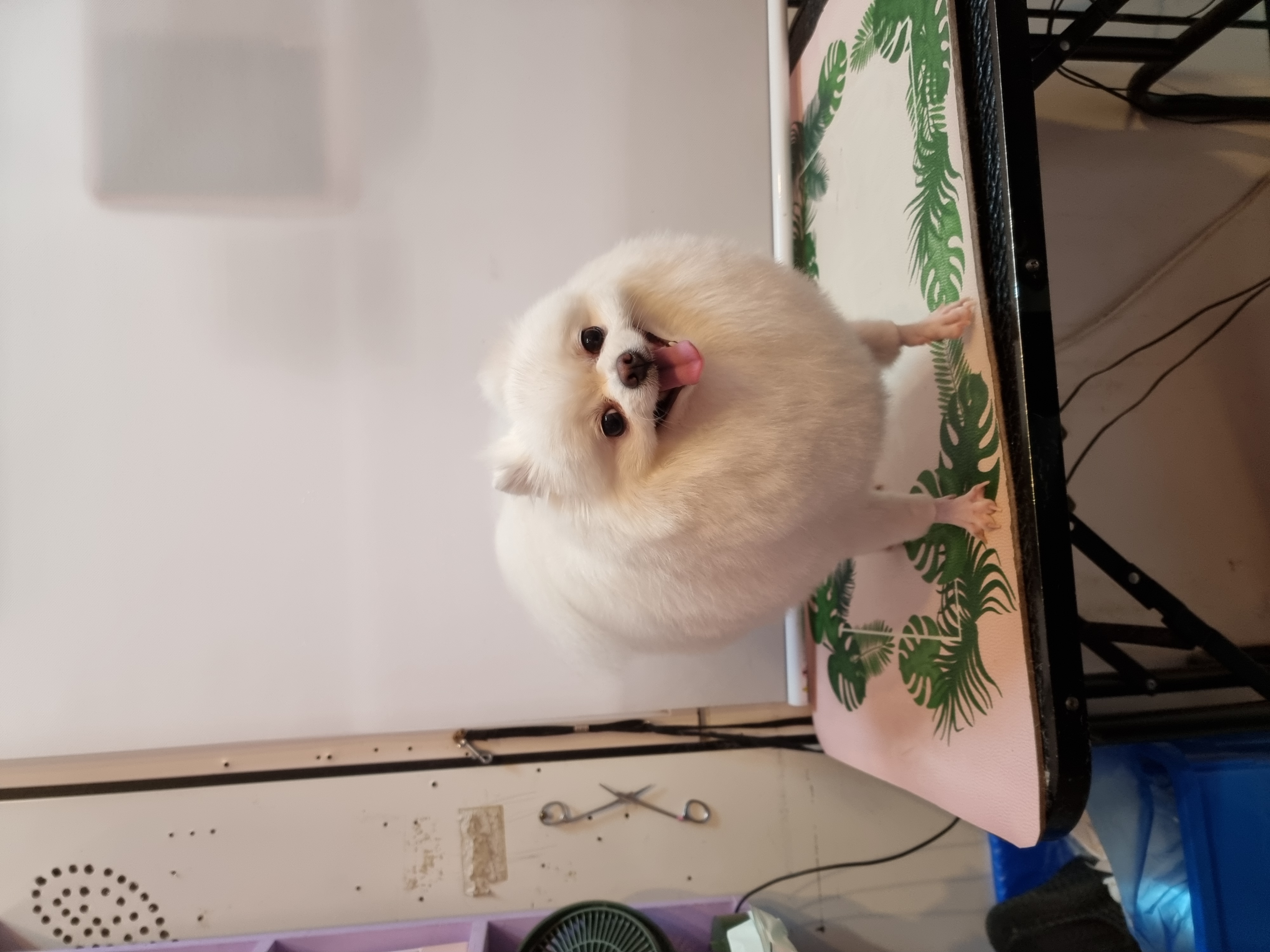 러블리하개 대표 이미지