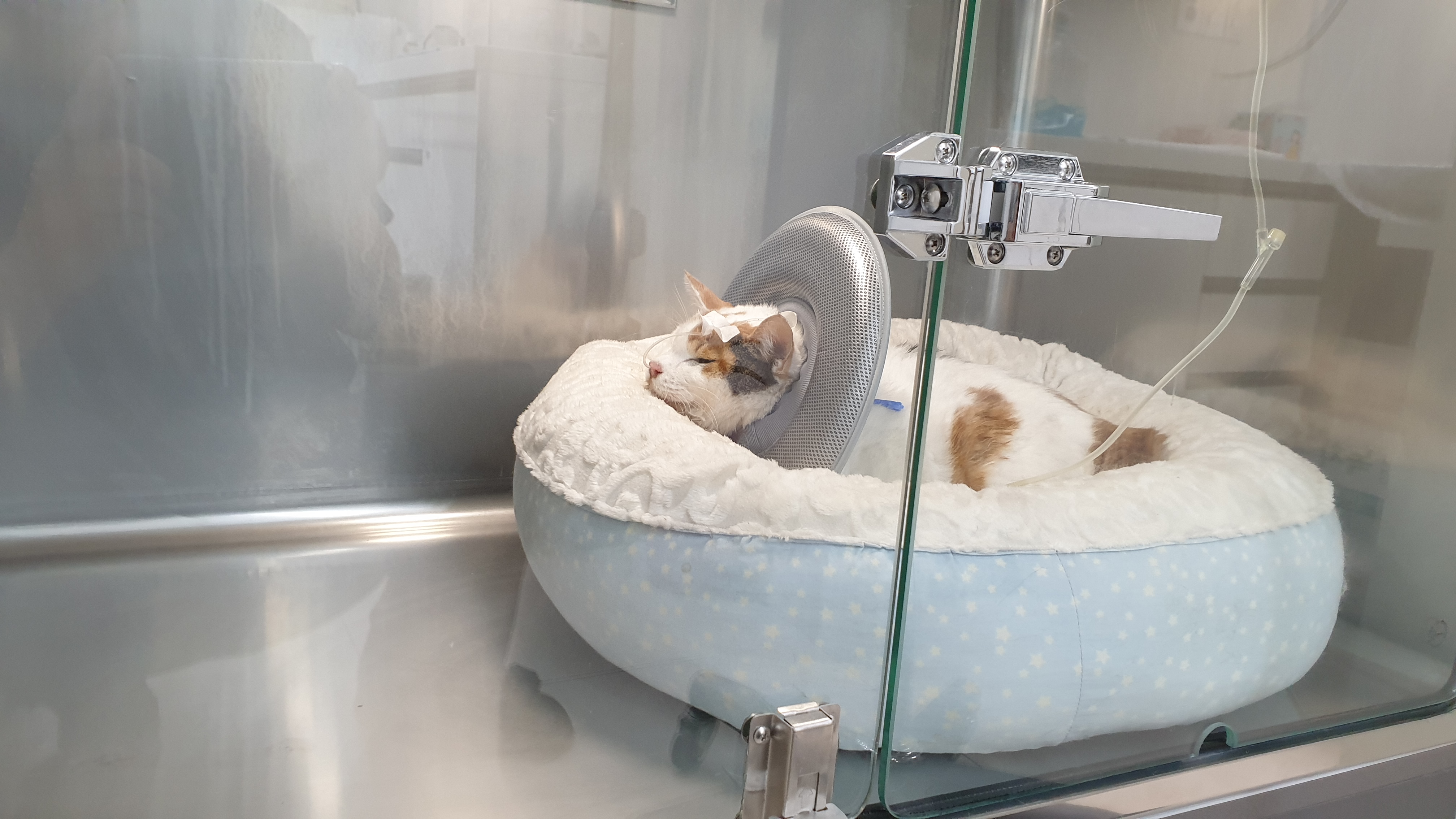 하은동물병원 대표 이미지