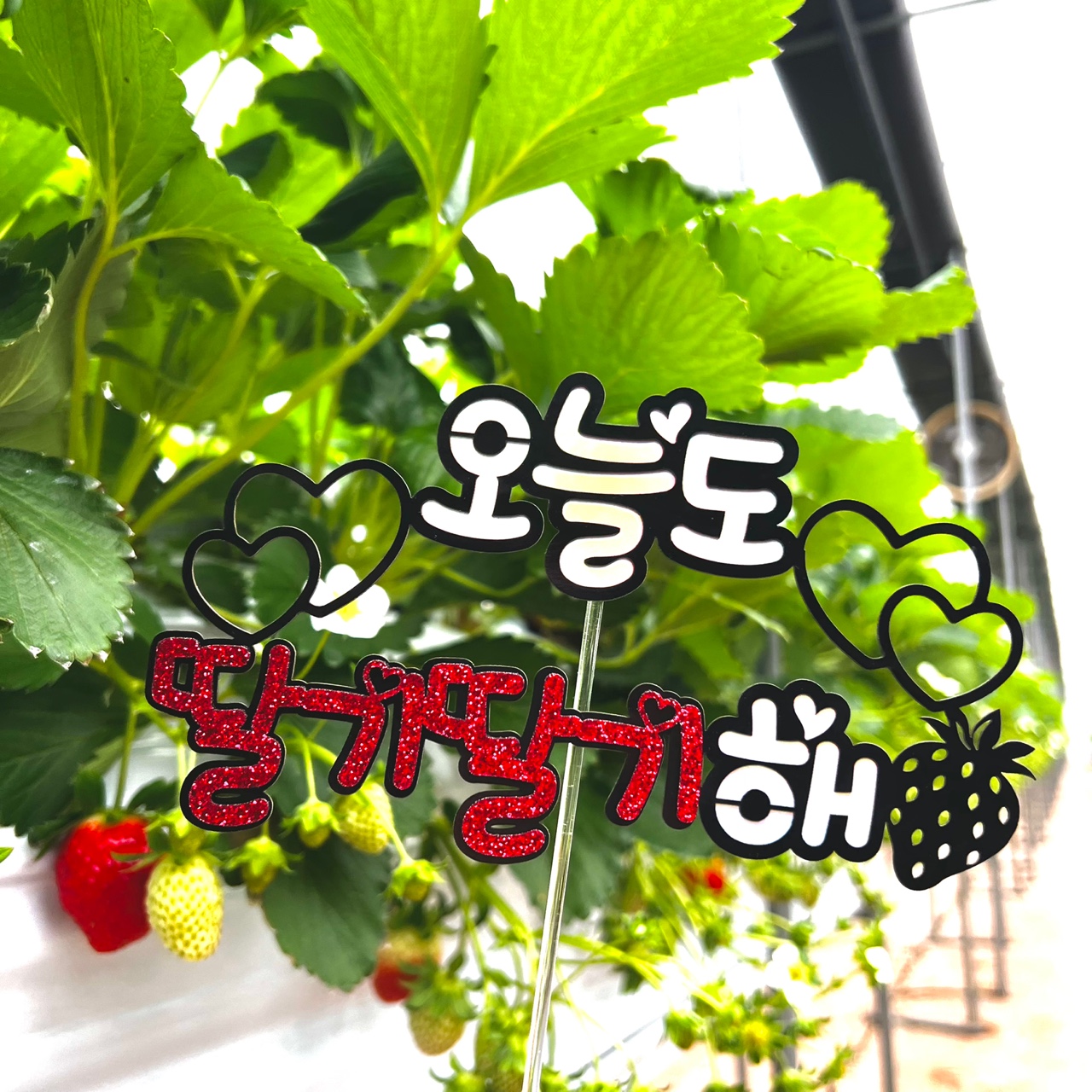 태광딸기농원