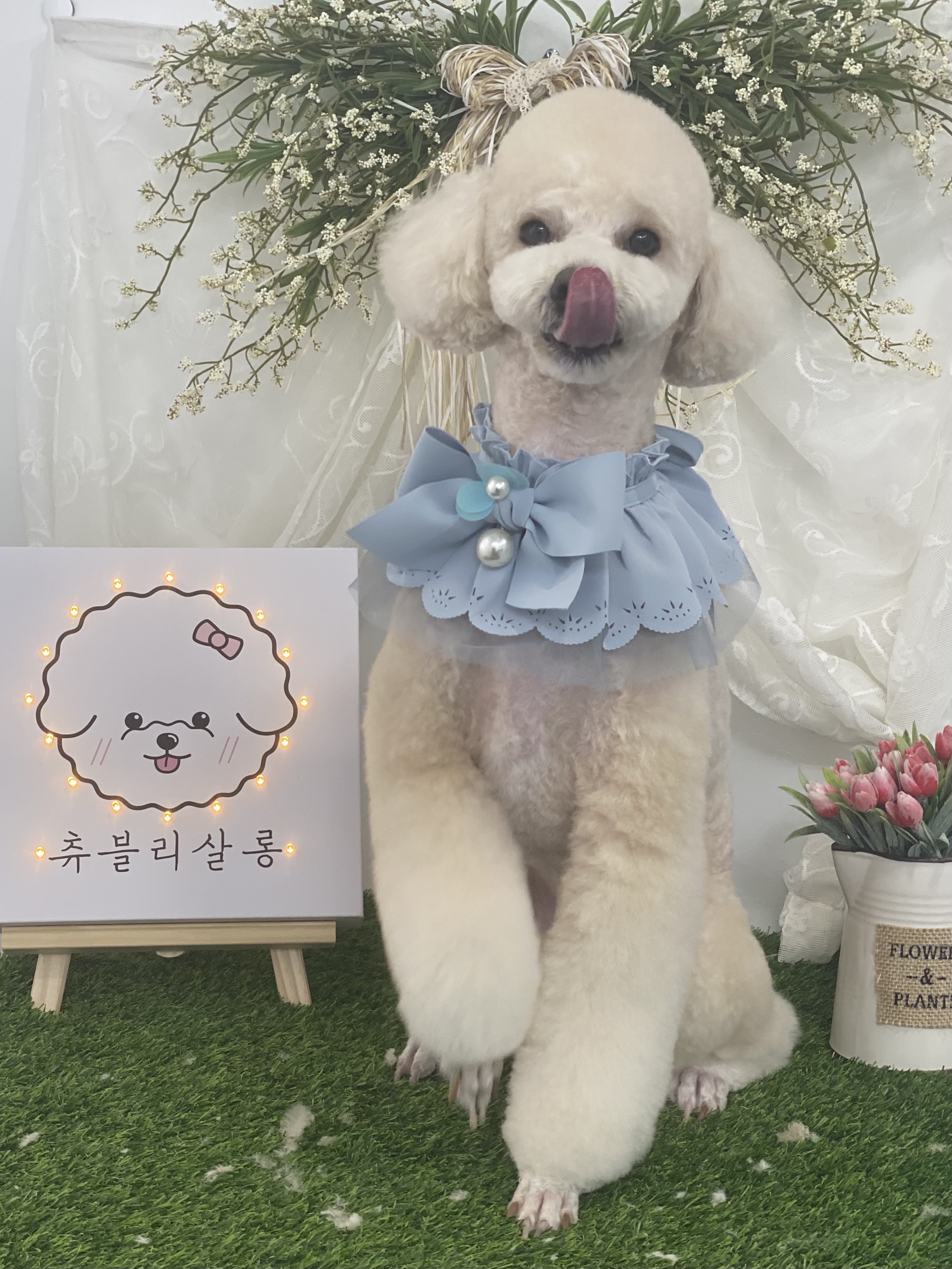 츄블리펫살롱