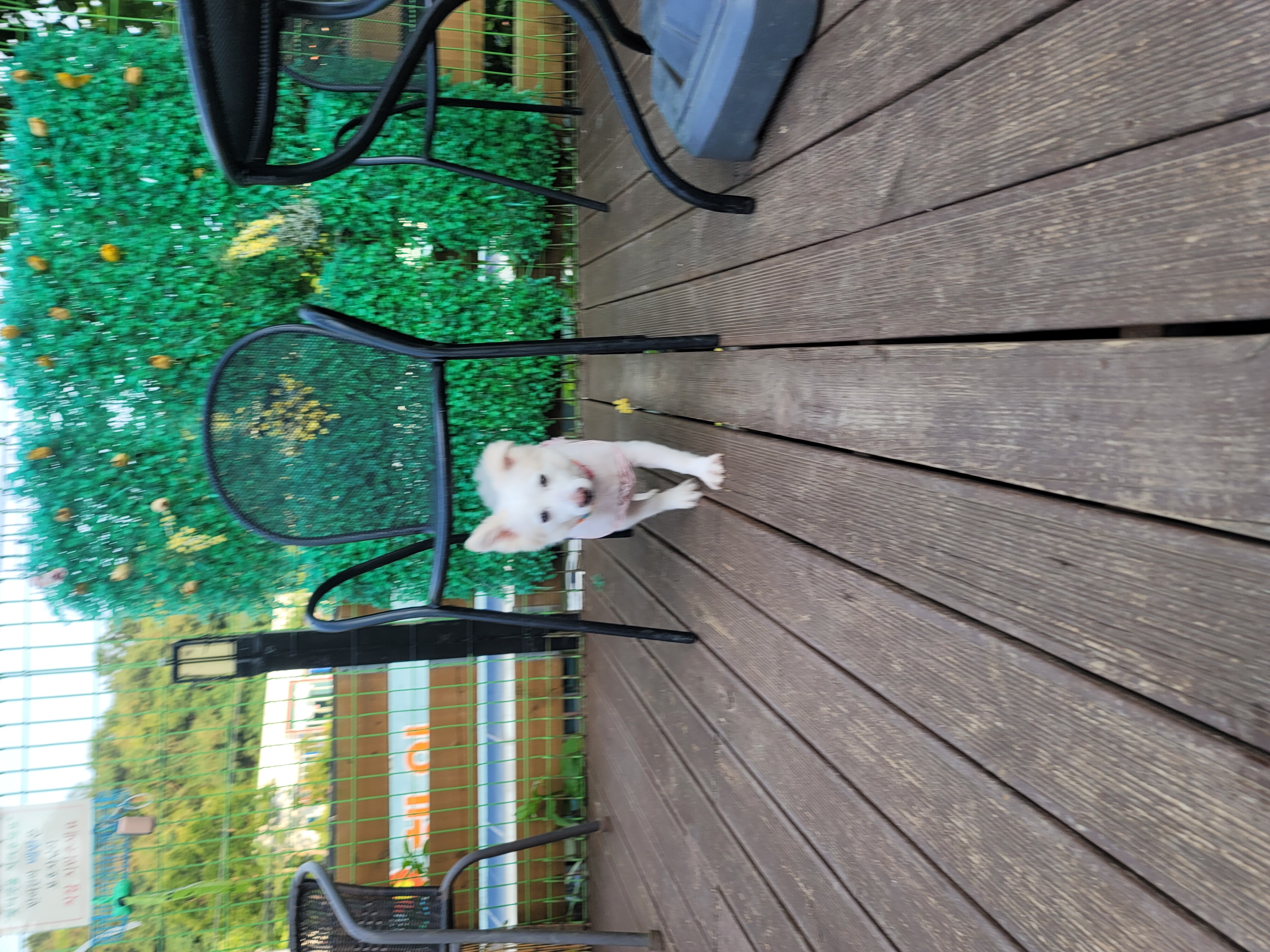 도그플레이스 대표 이미지