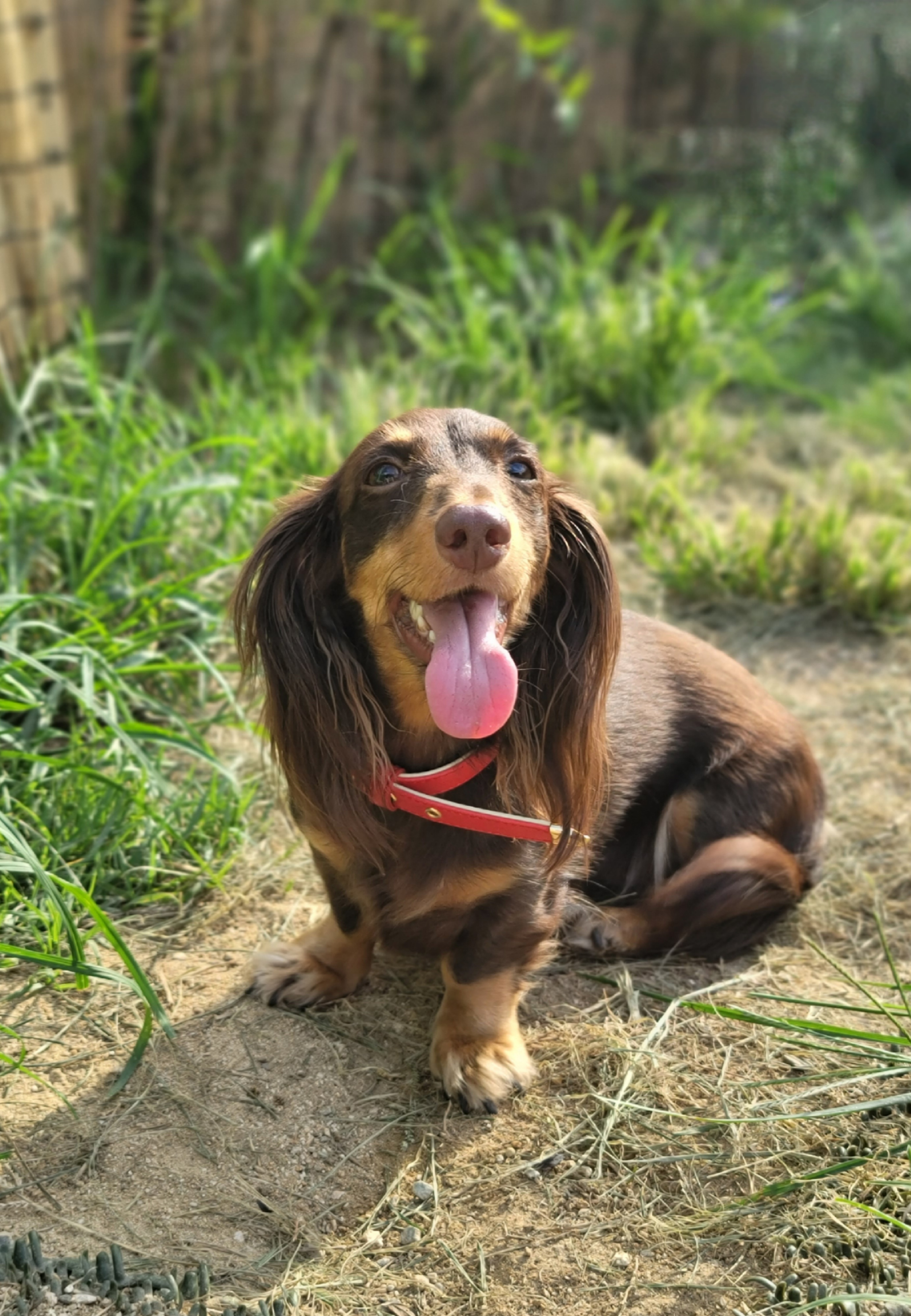 도그플레이스 대표 이미지