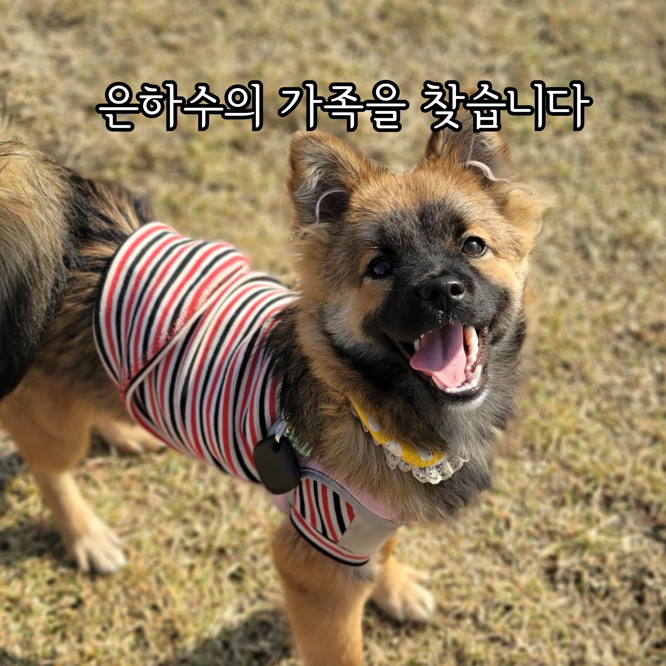 신난댕 애견유치원 3