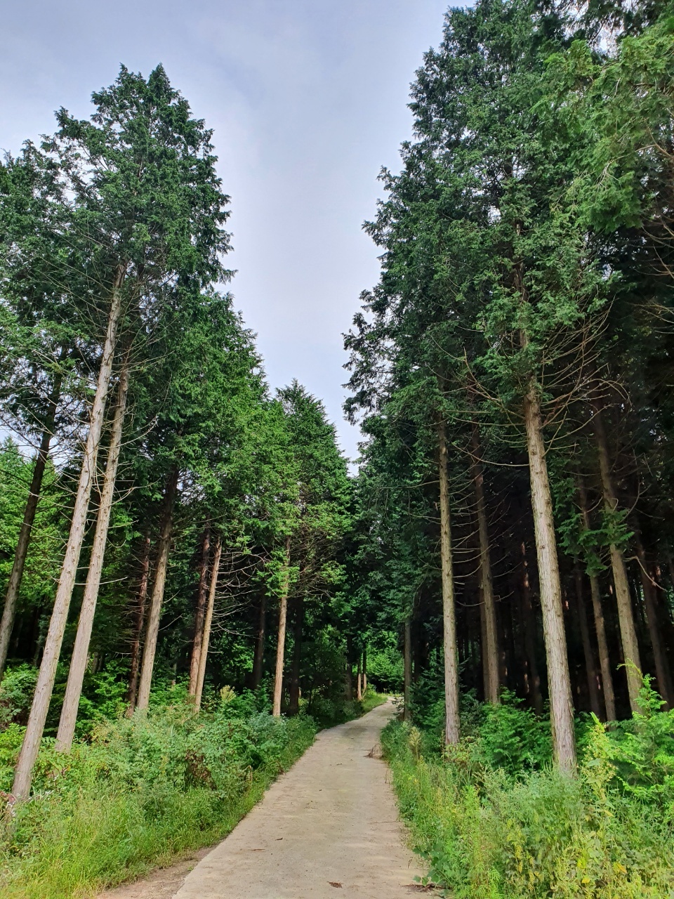 백이산편백