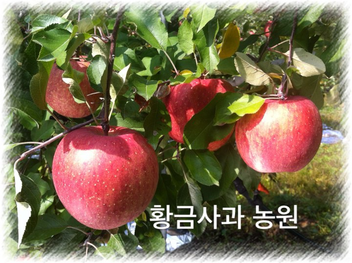 황금사과농원