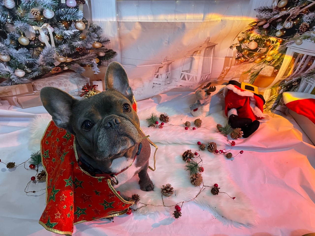 도그플레이스 대표 이미지