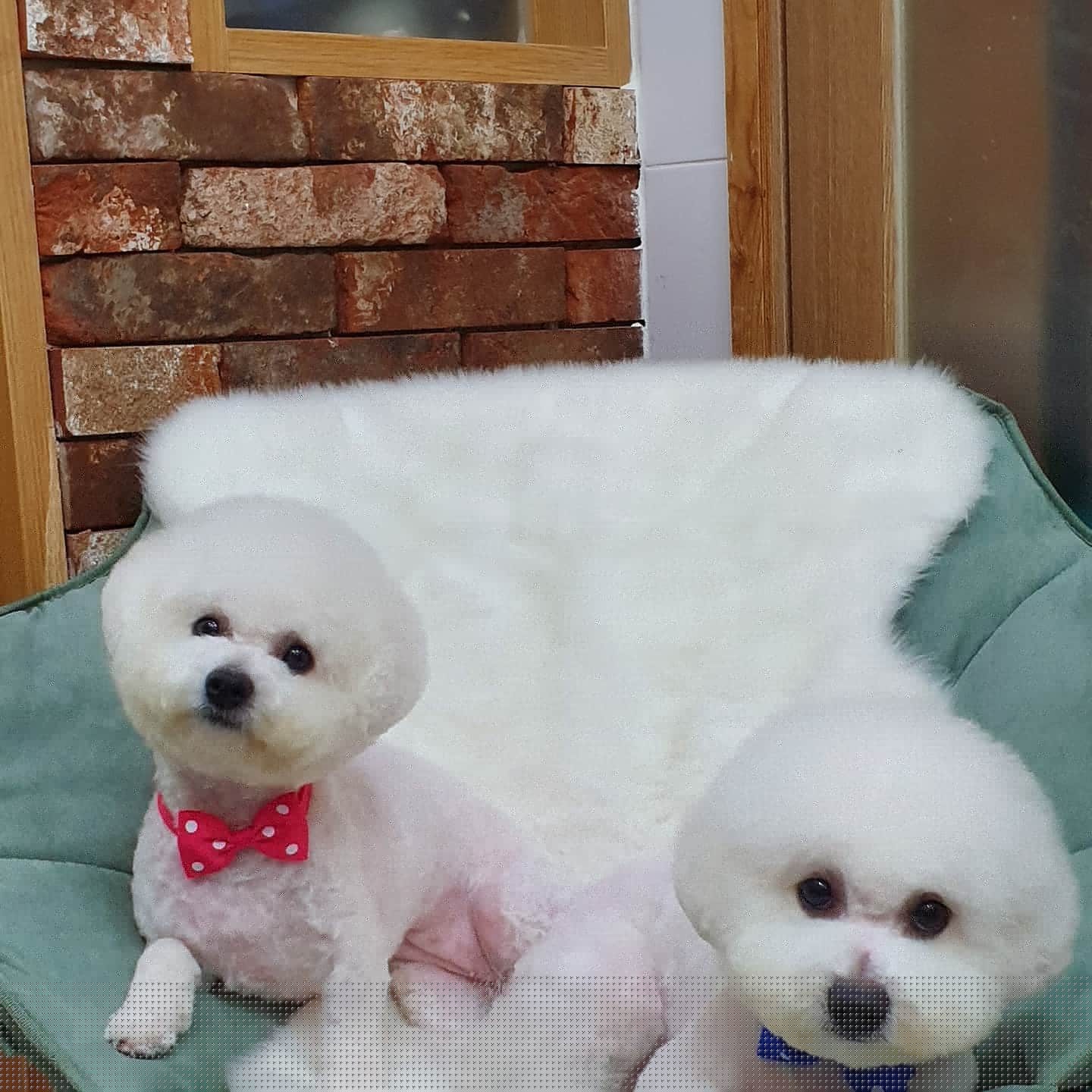 가람펫애견용품점