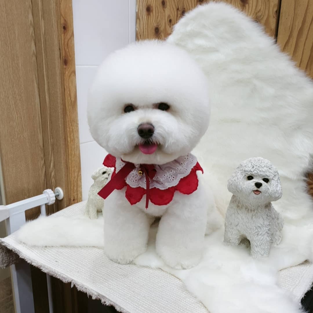 가람펫애견용품점