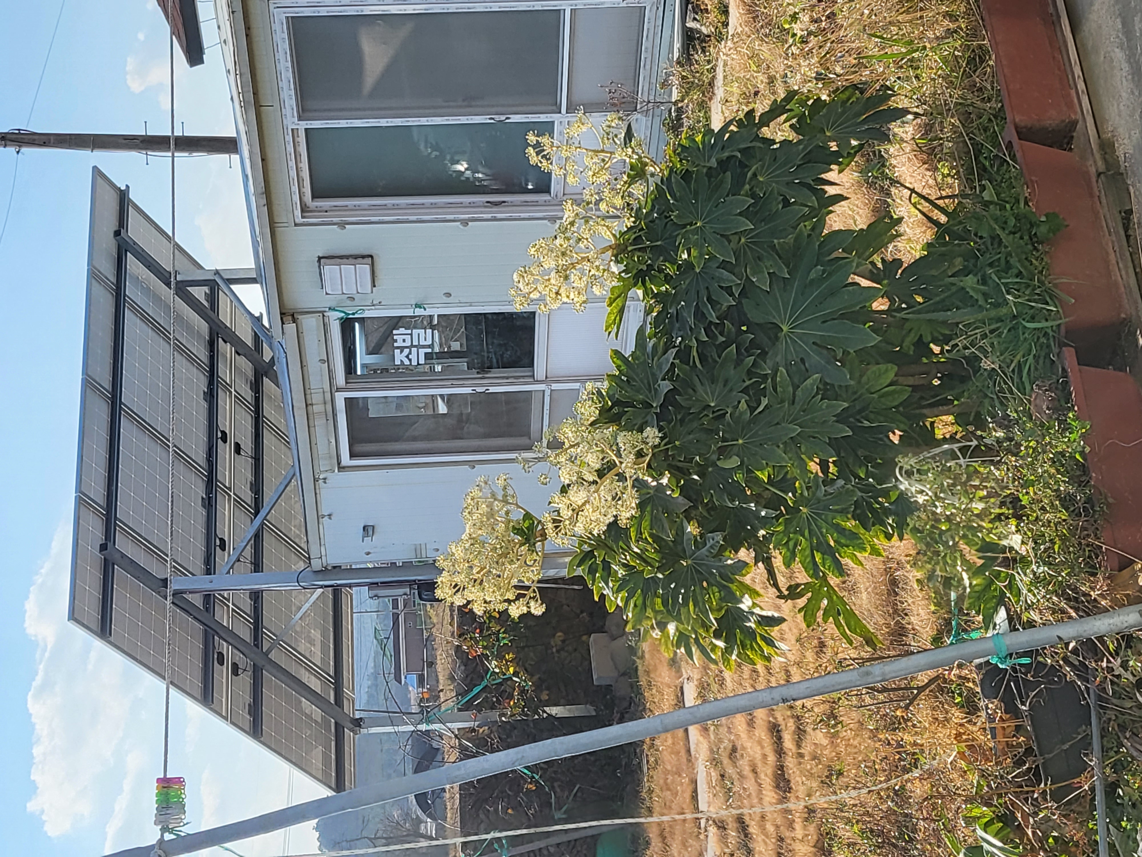 평림족발