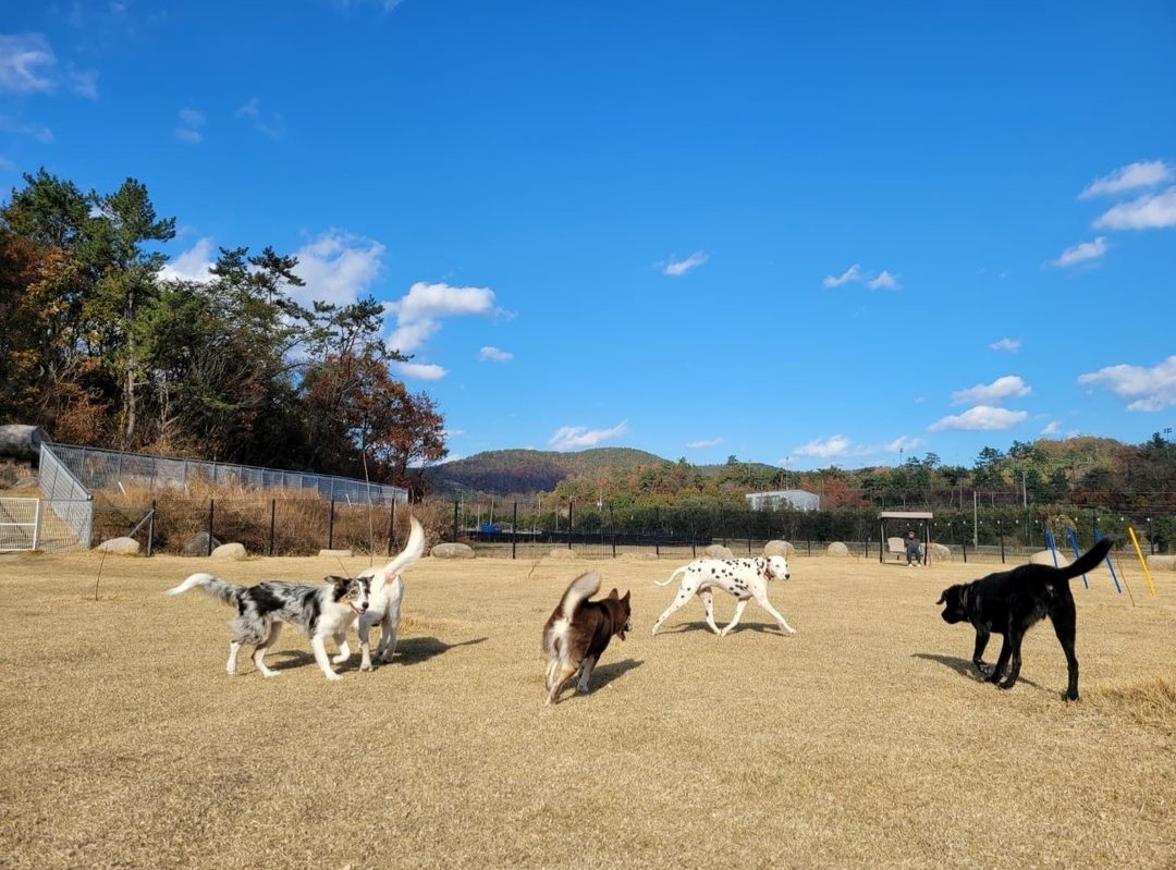 레스트펫 아카데미 대표 이미지