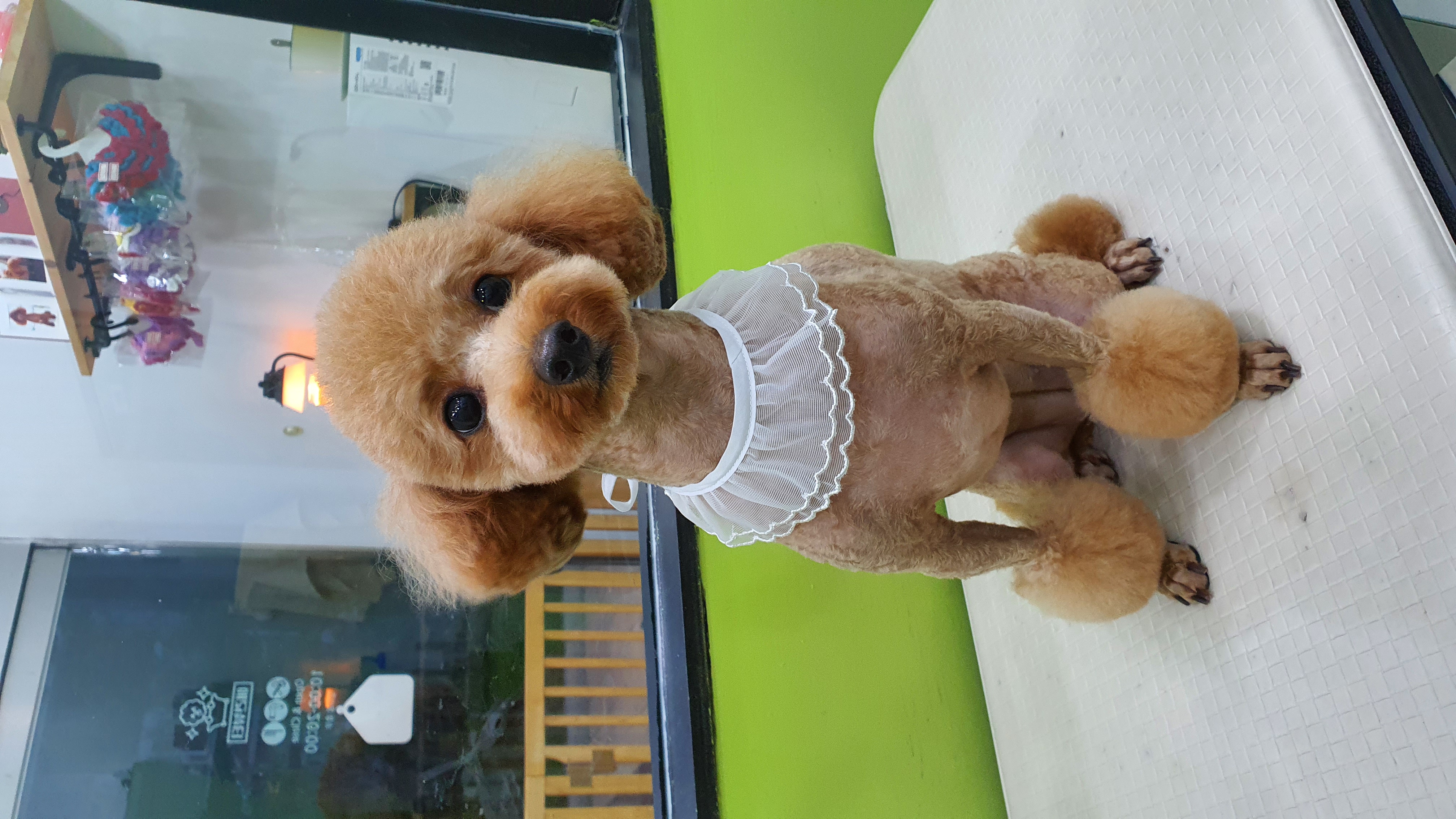 동그리멍 대표 이미지