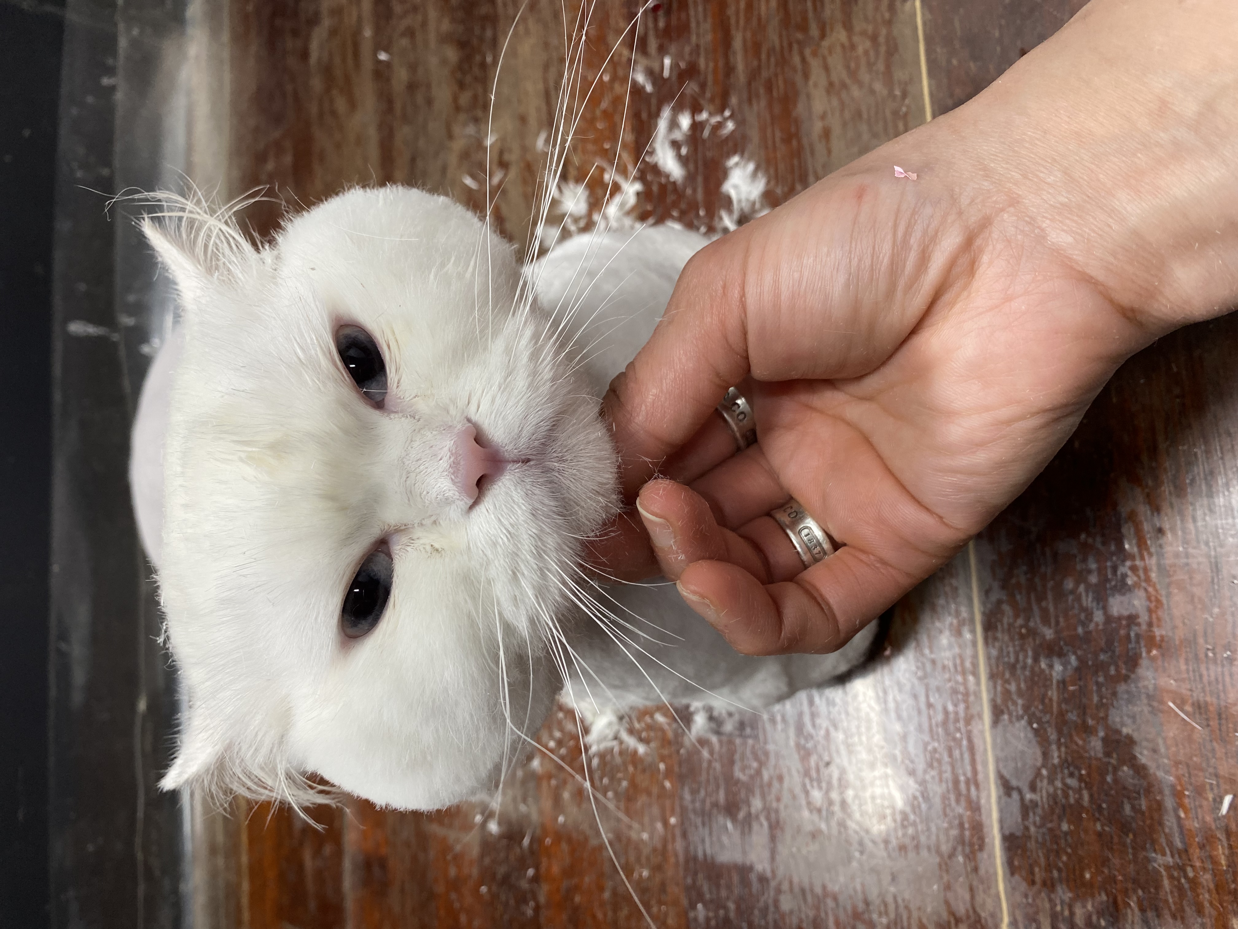 바둑이미장원 대표 이미지