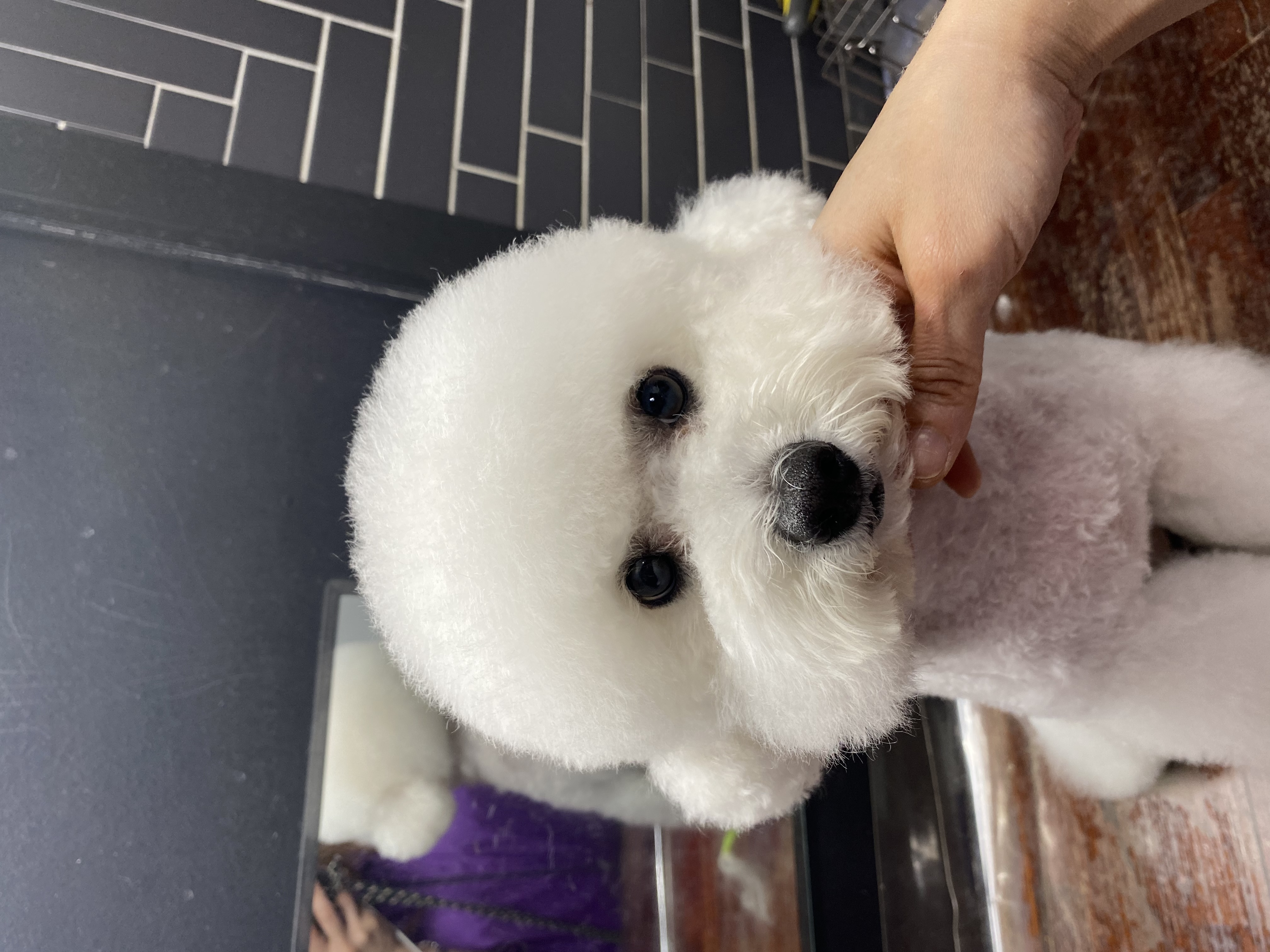 바둑이미장원 대표 이미지