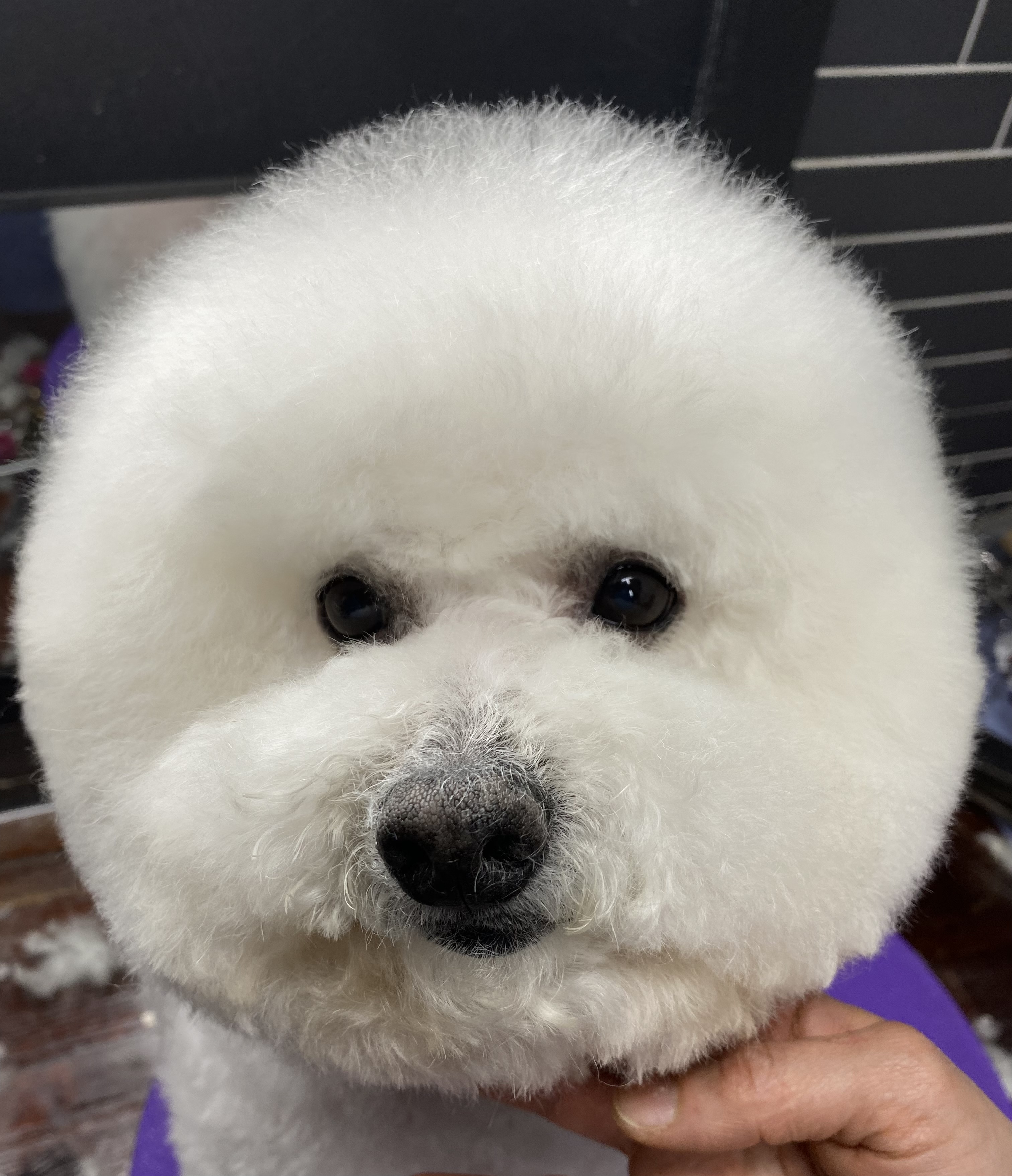 바둑이미장원 대표 이미지