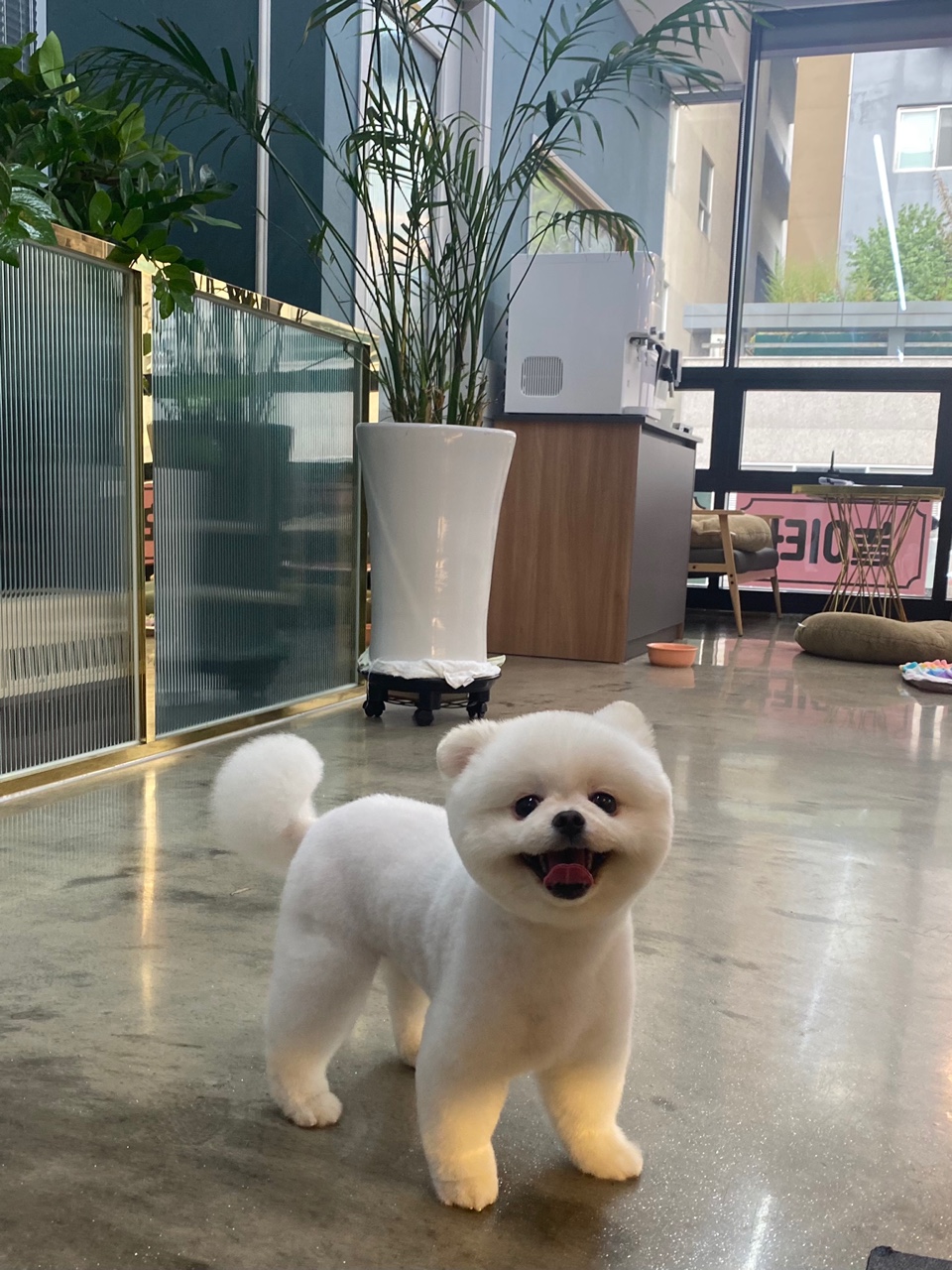 펫샵 개스트하우스