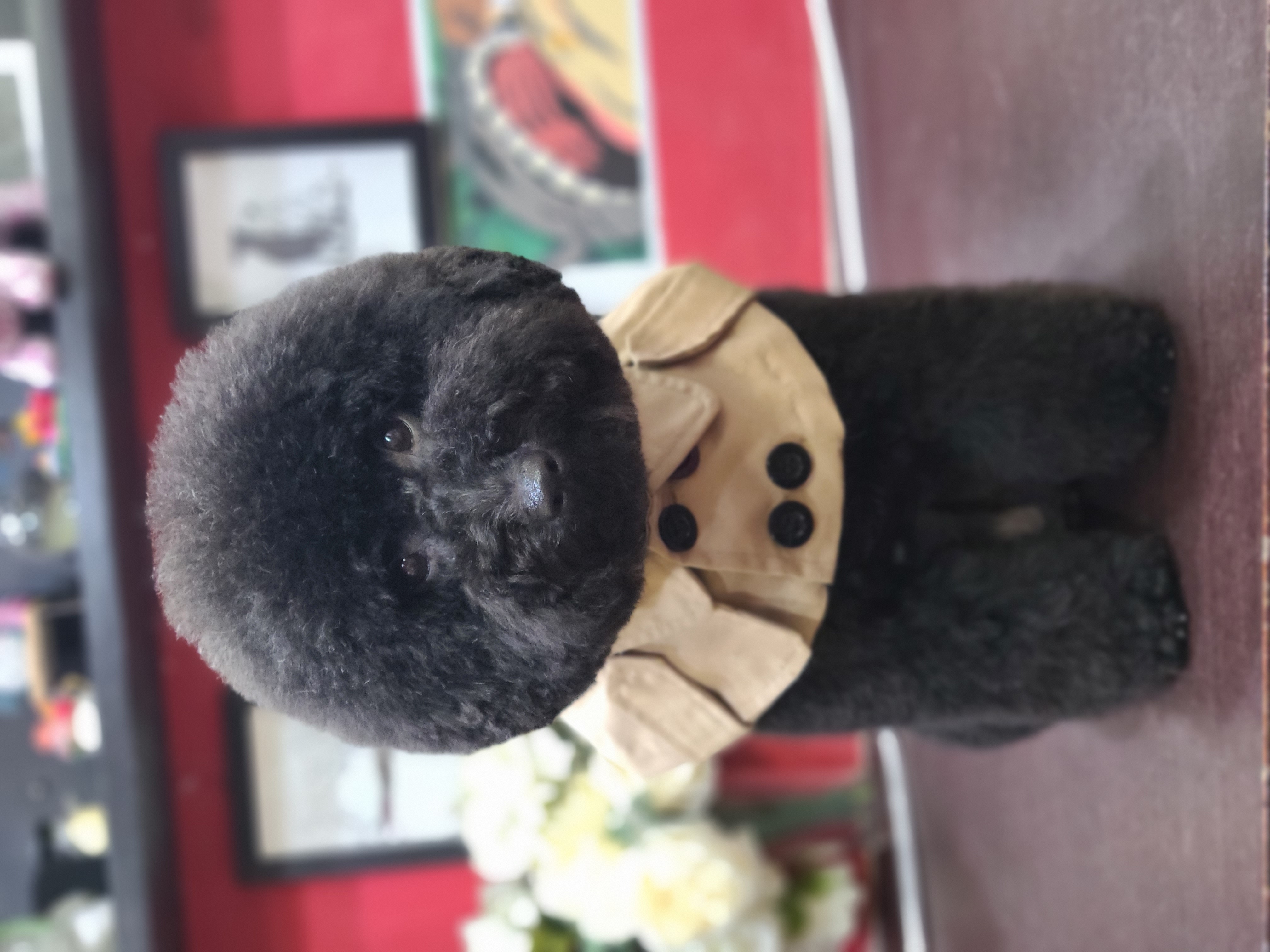 서촌도그살롱 대표 이미지