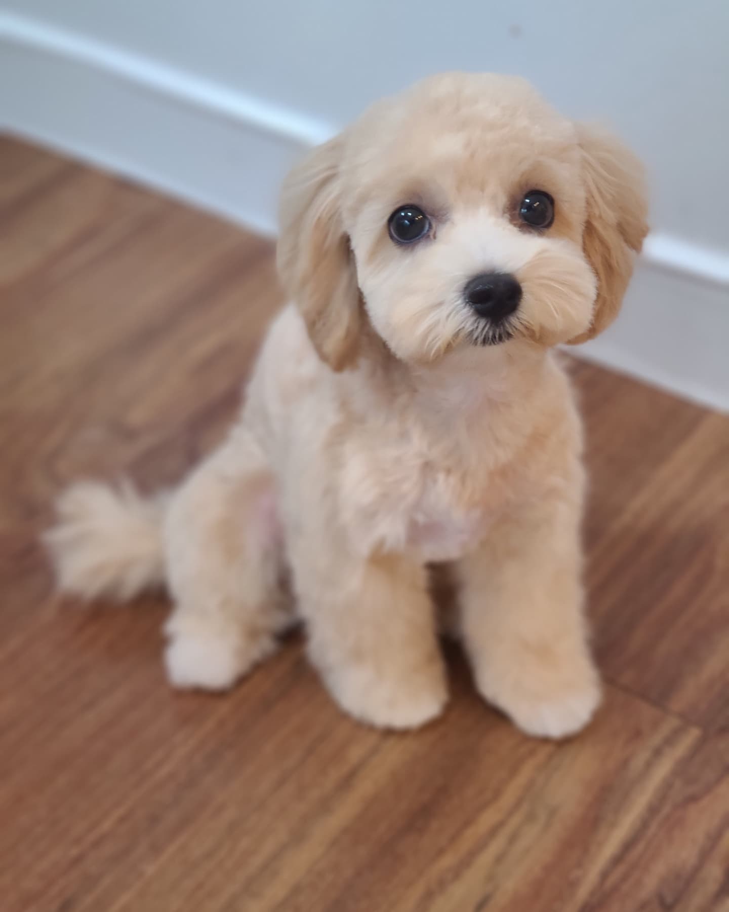 서촌도그살롱 대표 이미지