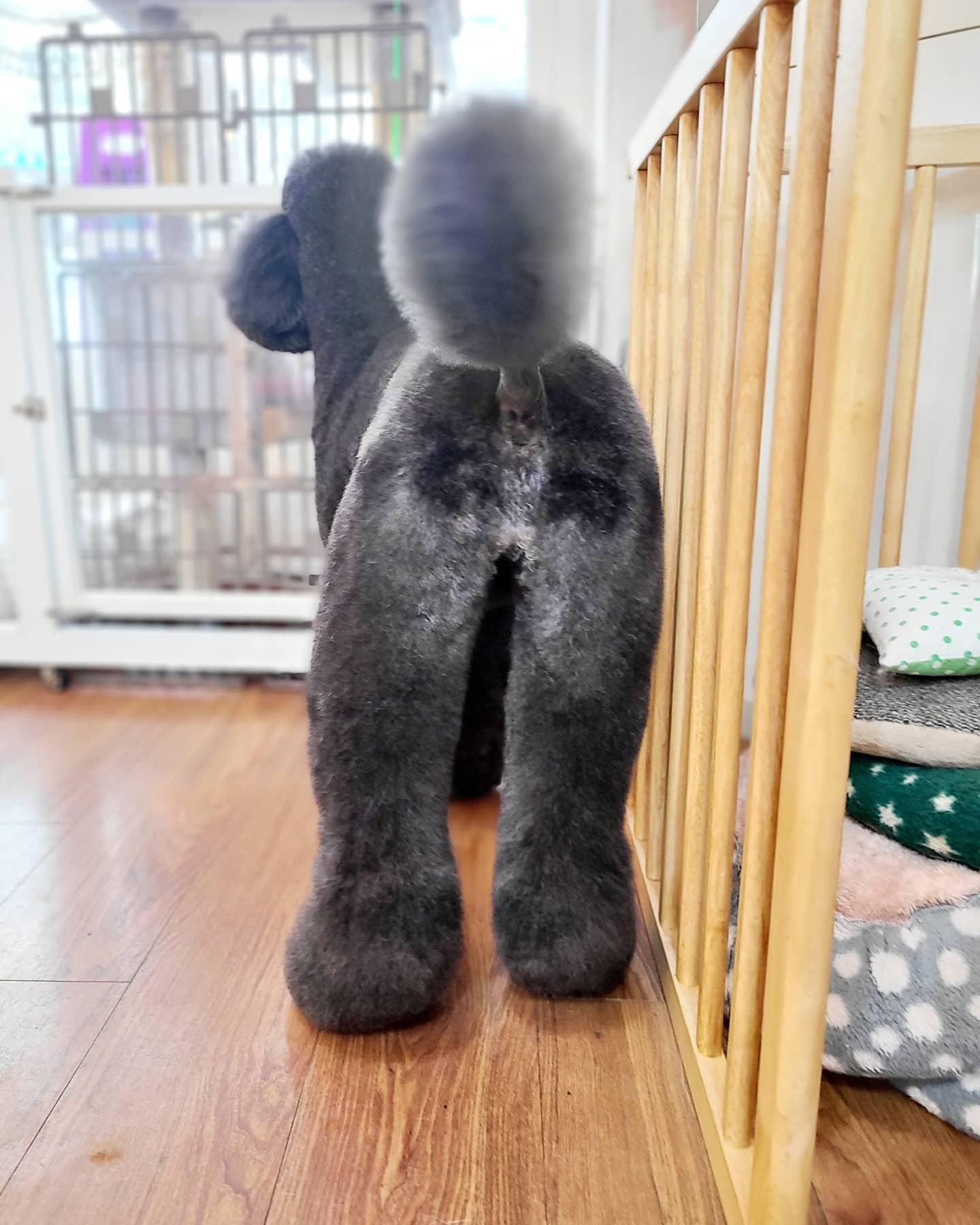 서촌도그살롱 대표 이미지