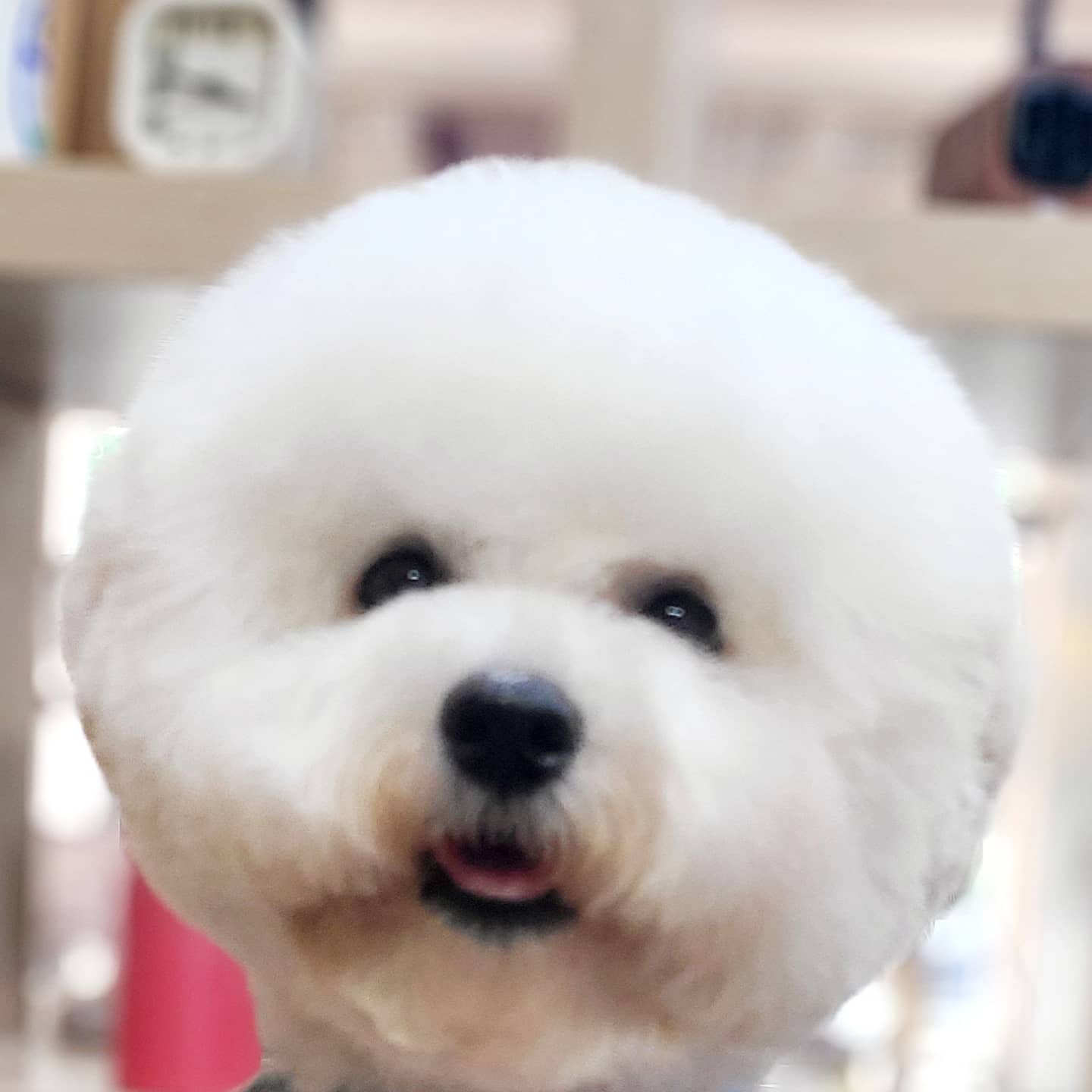 서촌도그살롱 대표 이미지