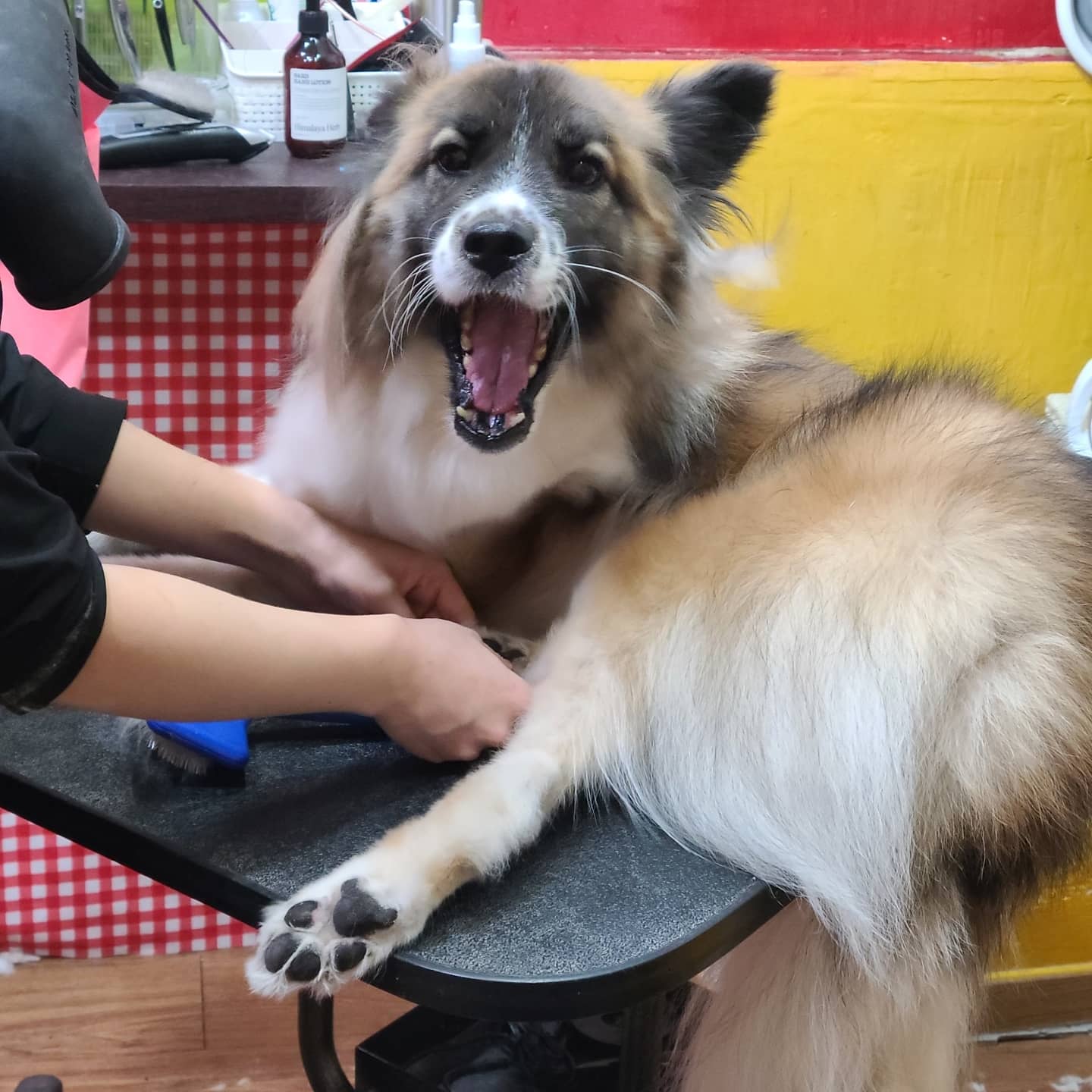 서촌도그살롱 대표 이미지